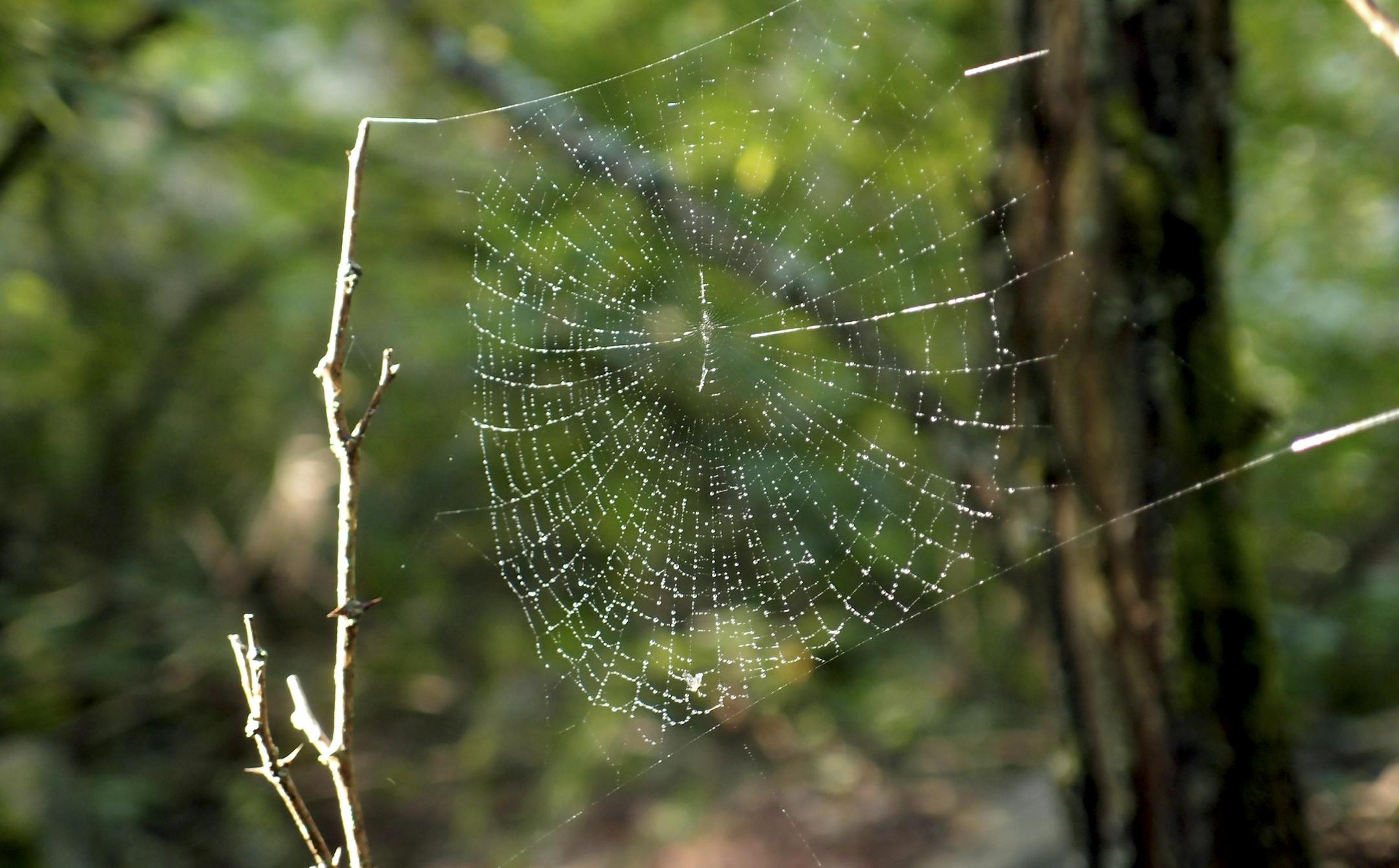 A spider web in the forest near Novoshepelychi, an abandoned village in the Chernobyl Nuclear Power Plant exclusion zone, in Ukraine, Sept. 18, 2013. A long-term study of the Chernobyl fallout area has found that some bird species have adapted to the radioactive environment by producing more protective antioxidants, with correspondingly less genetic damage. (Henry Fountain/The New York Times) ORG XMIT: XNYT62
