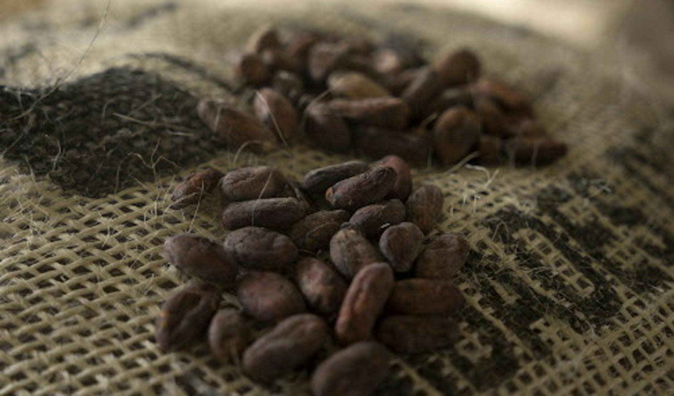 Cacao beans from Boyaca, winner of the national cocoa contest "Concurso Cacao de Oro" organized by Swiss-company and Proexport, are arranged for a photograph at the Cacao Hunters chocolate factory in Popayan, in the Cauca department of Colombia, on Monday, Oct. 6, 2014. Colombian cocoa growers have held talks with some of the world's top chocolate makers including Barry Callebaut AG and Ferrero SPA in a bid to replicate the success of the country's high-end coffee industry. Photographer: Mariana