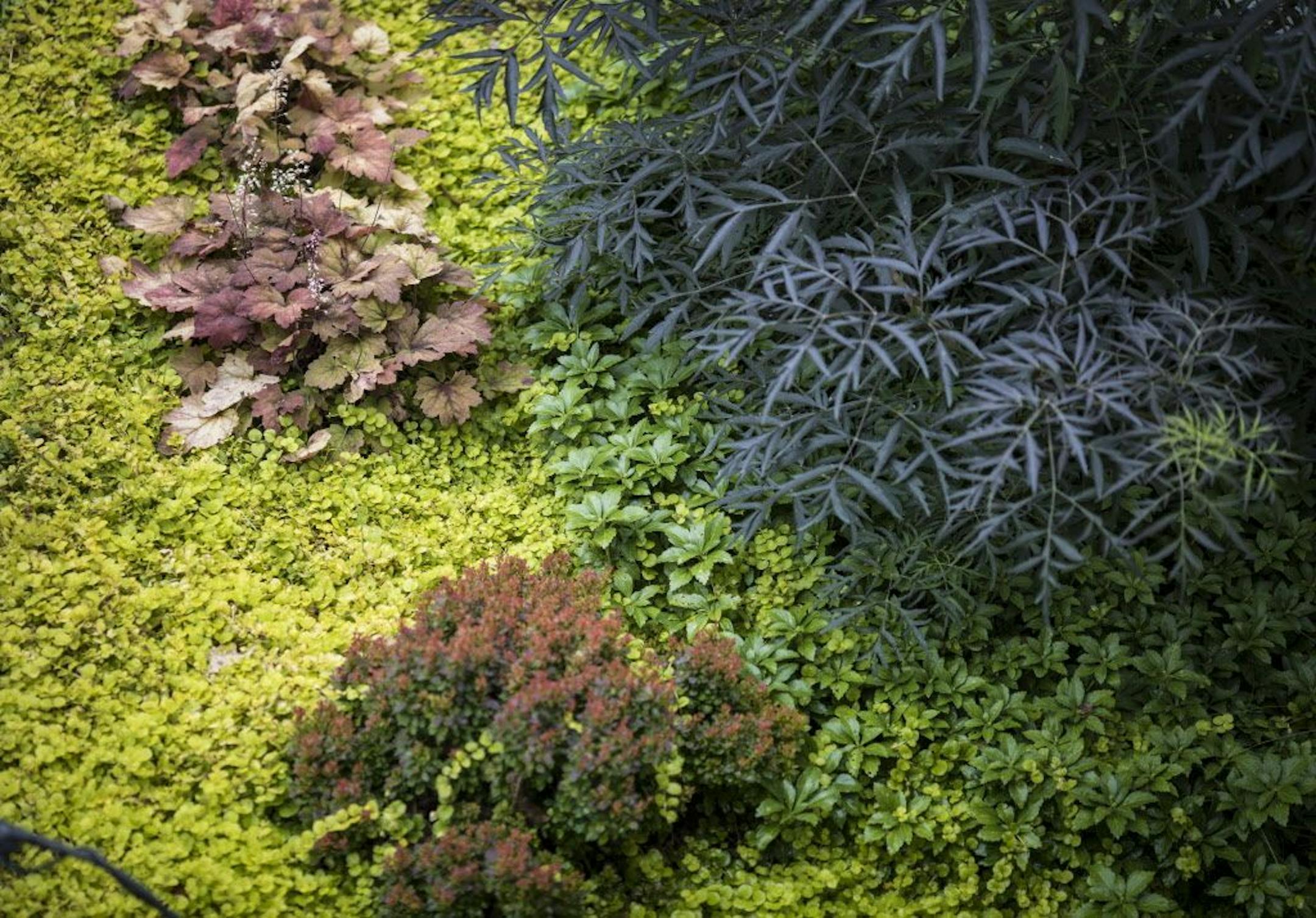 Spreading ground-cover plants are used in place of mulch between larger plants.