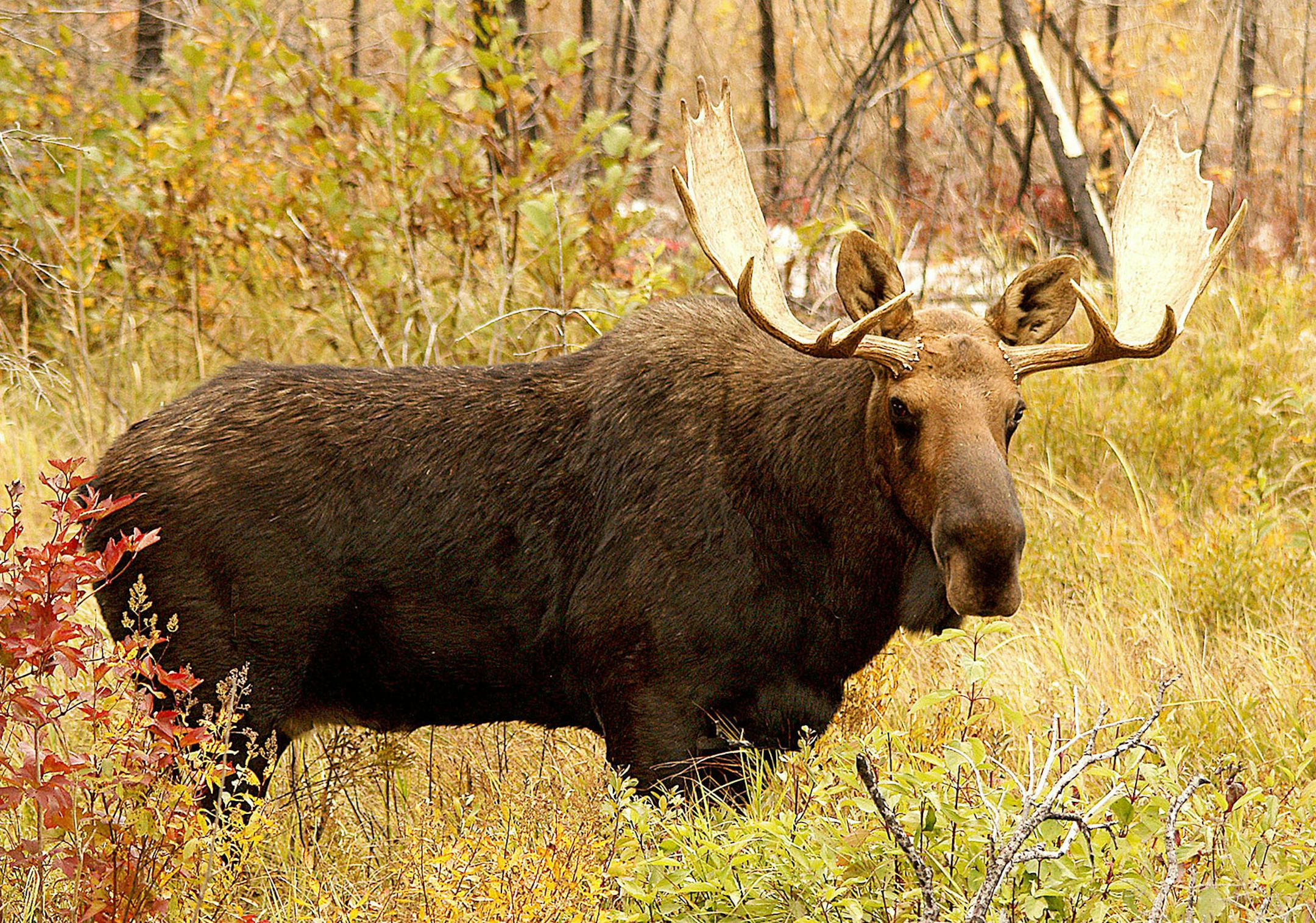 A moose is seen after Paul Sundberg of Grand Marais, Minnesota, made a series of cow grunt calls using a megaphone-shaped Fiberglass cone. (Paul Sundberg/Duluth News-Tribune/MCT) ORG XMIT: MIN2013102410485421