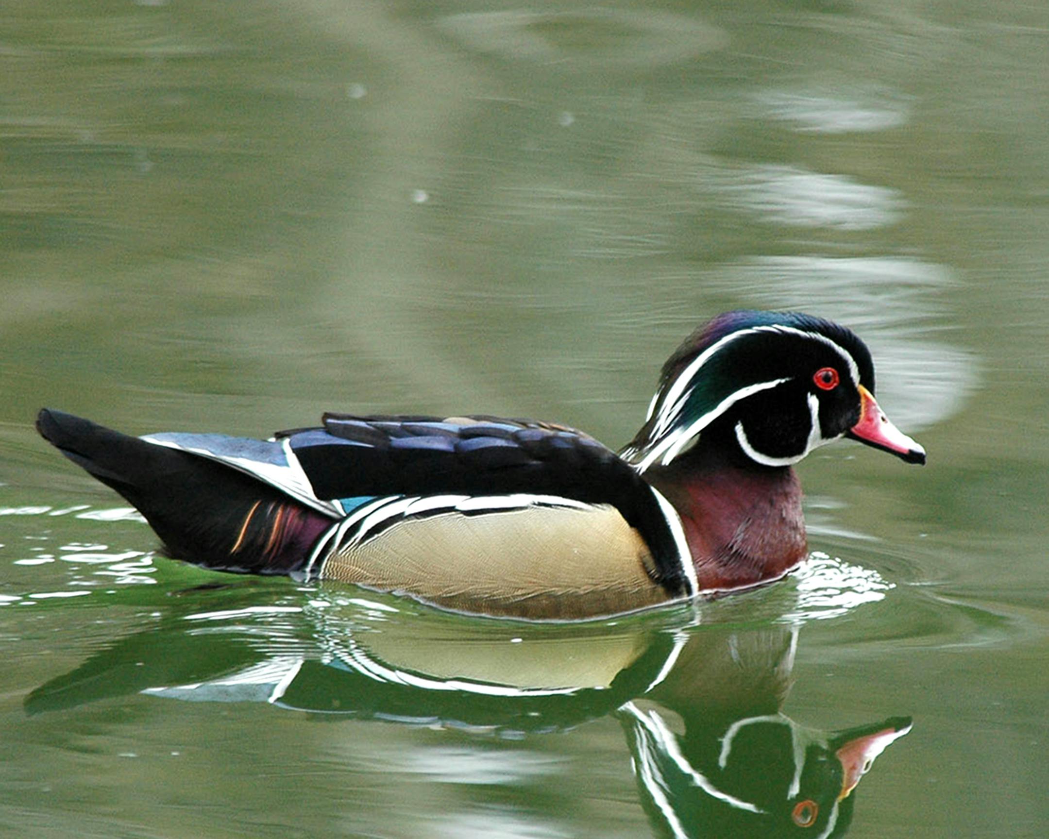 A wood duck floats on greenish-colored water.