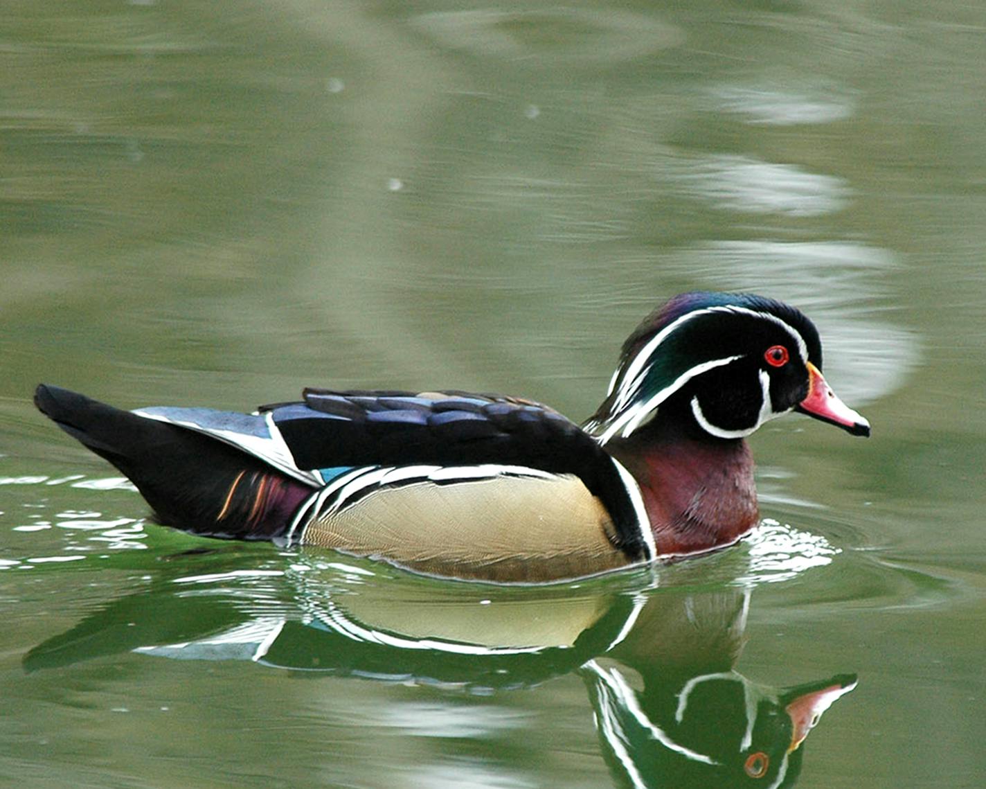 A wood duck floats on greenish-colored water.