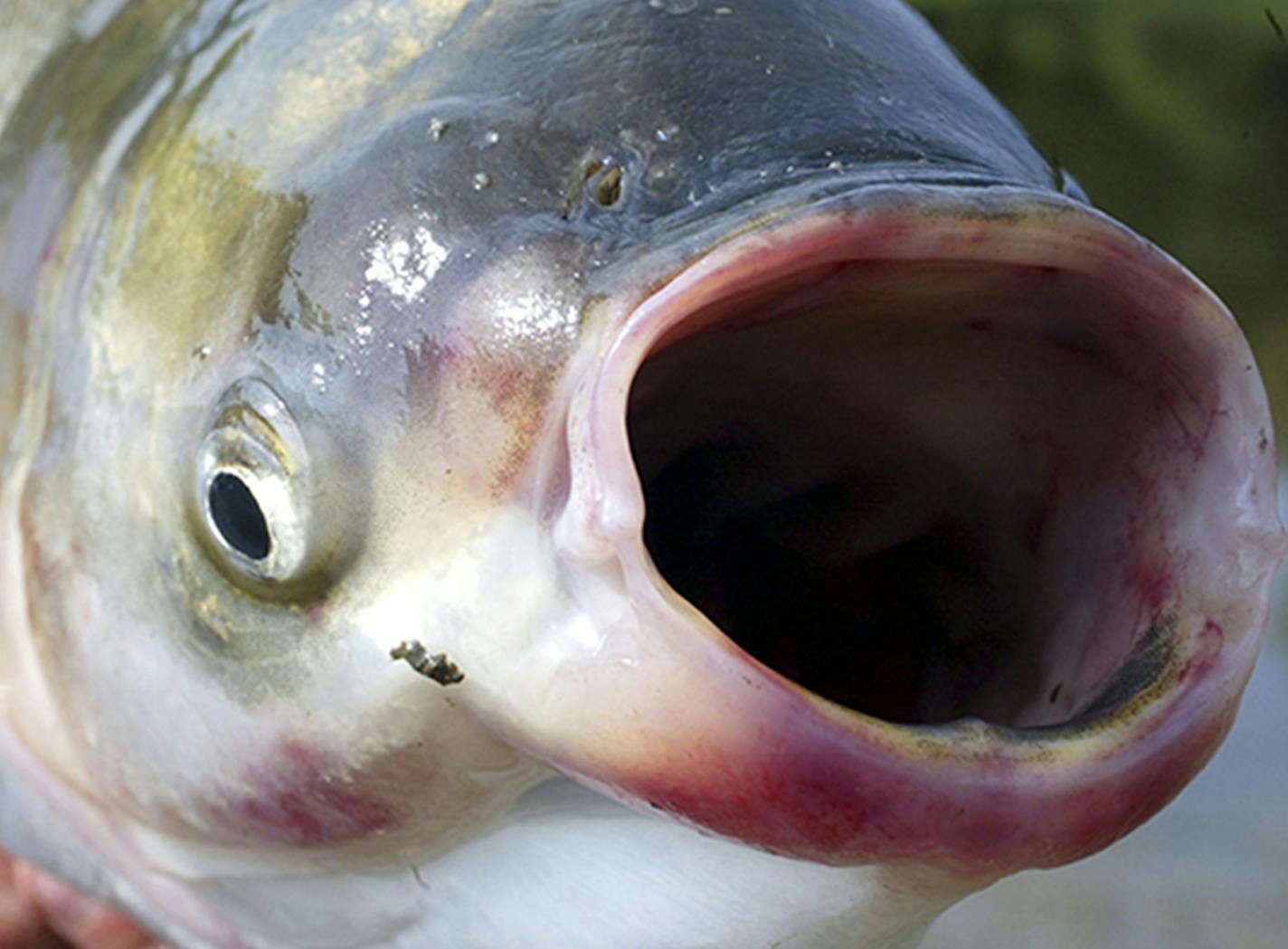 An idea to keep lakes free of invaders like this silver carp, shown in Illinois, would come with fishing and boating restrictions some oppose.