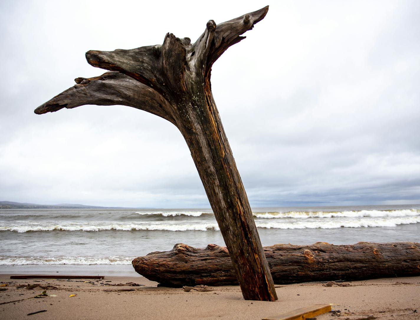 A small tree was uprooted and flipped upside down along the shoreline of Park Point on Tuesday due to gale force winds and intense waves that battered Duluth on Monday. ]
ALEX KORMANN &#x2022; alex.kormann@startribune.com Gale force winds flew across Lake Superior on Monday causing huge waves to crash against the coastline. There was damage and flooding around Duluth.