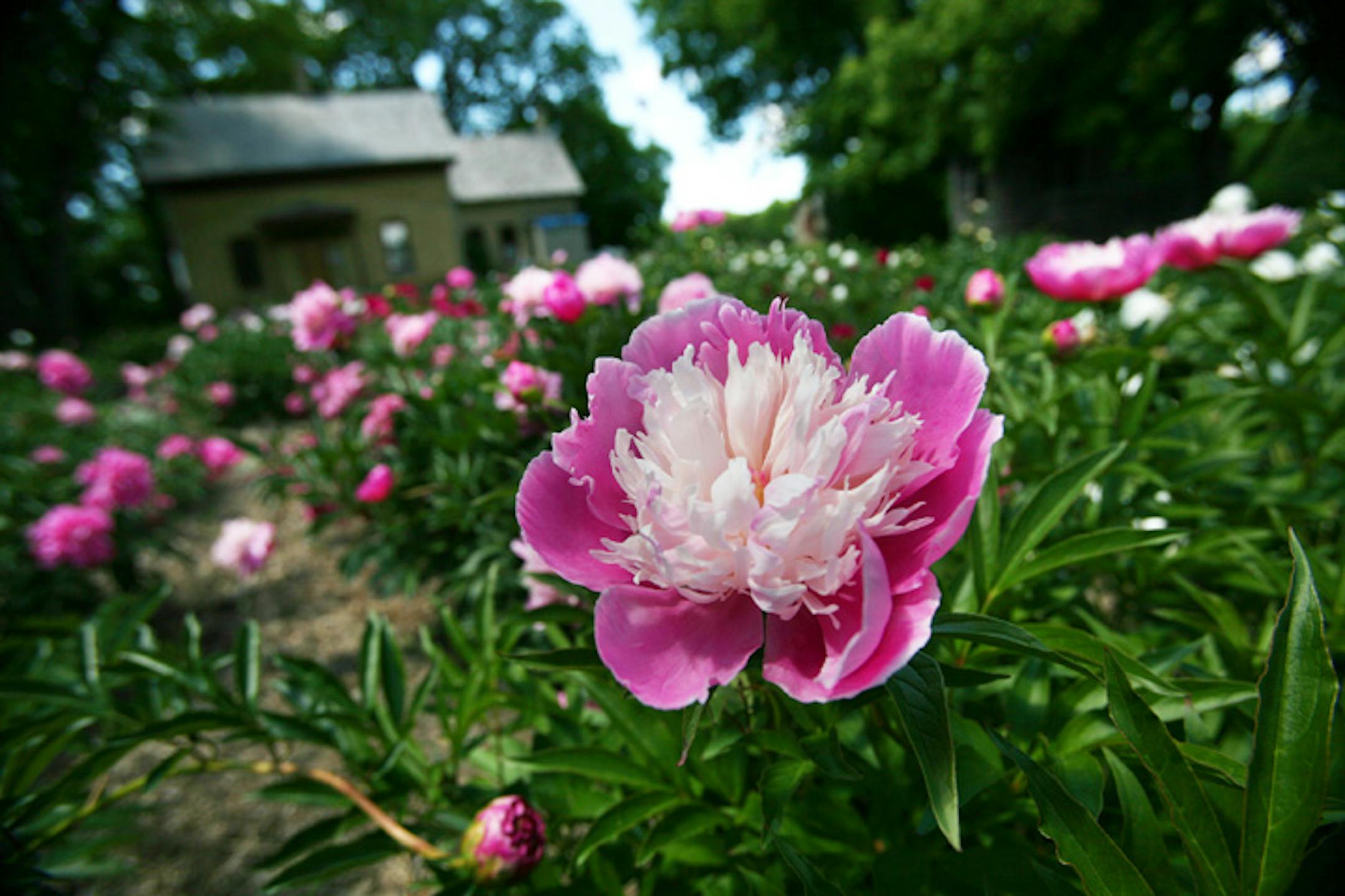 A sea of colorful peonies are in full bloom at the J.R. Cummins Homestead in Eden Prairie, the fruits of years of hard work to restore the garden to its original glory. The flowers date from 1915, but no one knows the heritage of the plants.