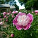 A sea of colorful peonies are in full bloom at the J.R. Cummins Homestead in Eden Prairie, the fruits of years of hard work to restore the garden to i