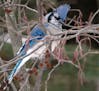 Hard to miss the blue jay.