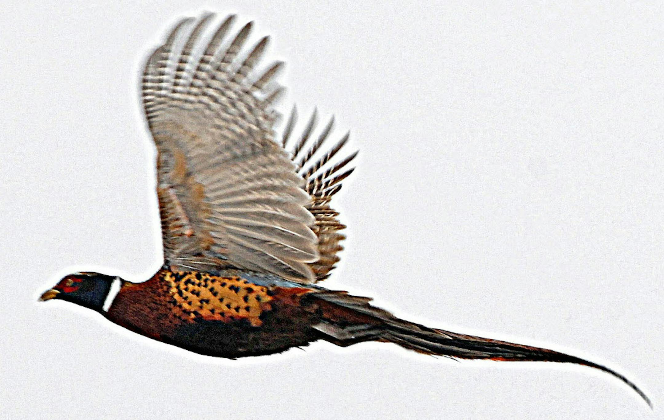 With the loss of hundreds of thousands of acres of pheasant habitat in Minnesota, roadsides and the habitat they provide are critical to the bird's continued presence in the state. ORG XMIT: MIN1410061343311608