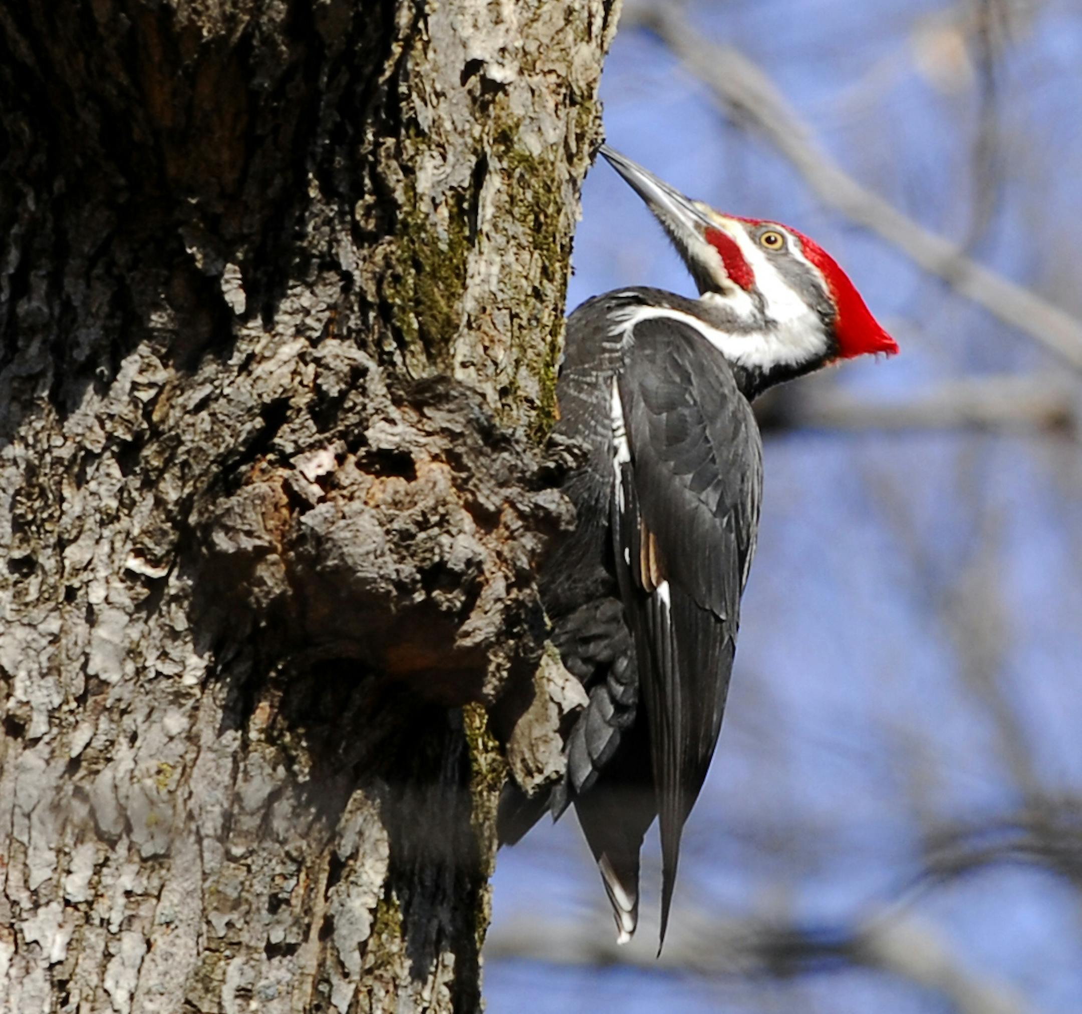 Pileated woodpecker credit: Jim Williams