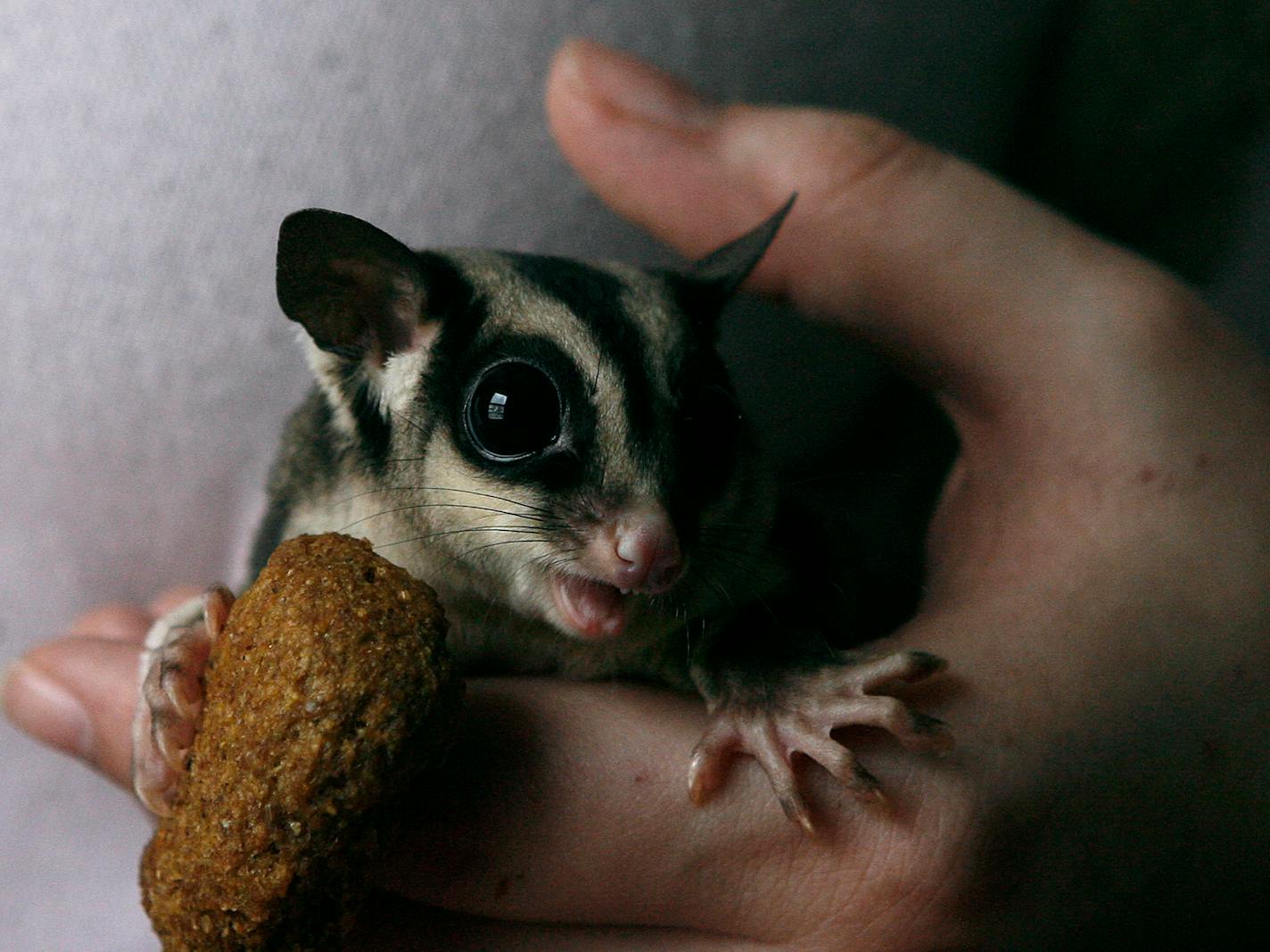 JERRY HOLT • jgholt@startribune.com 12/26/2007 Australian Sugar Glider----Gwen Hovde played with her pet Australian sugar glider "meeko" at her apartment in south Minneapolis.