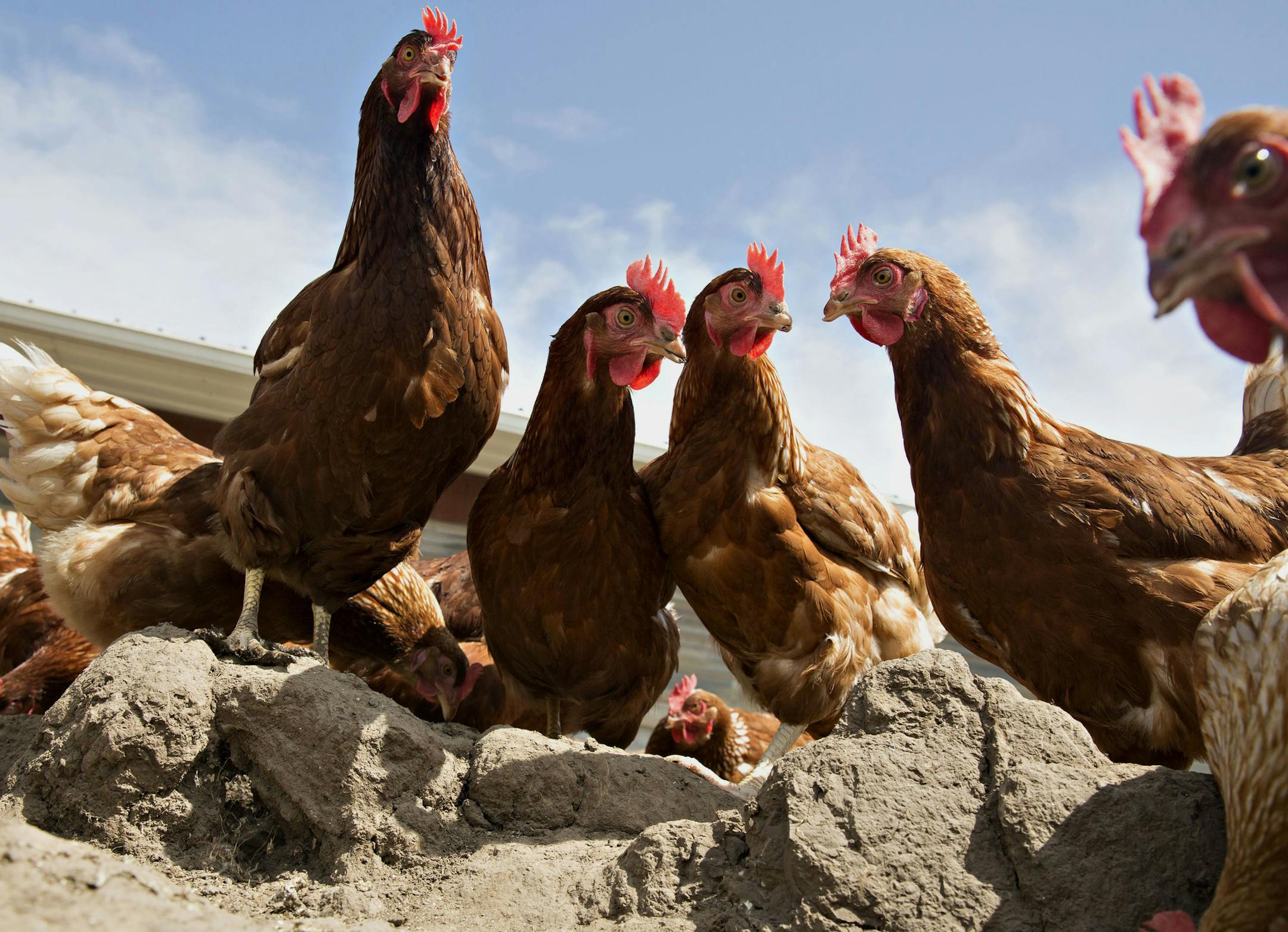 Chickens stand outside a barn at a certified organic family run farm in Illinois. MUST CREDIT: Bloomberg photo by Daniel Acker.
