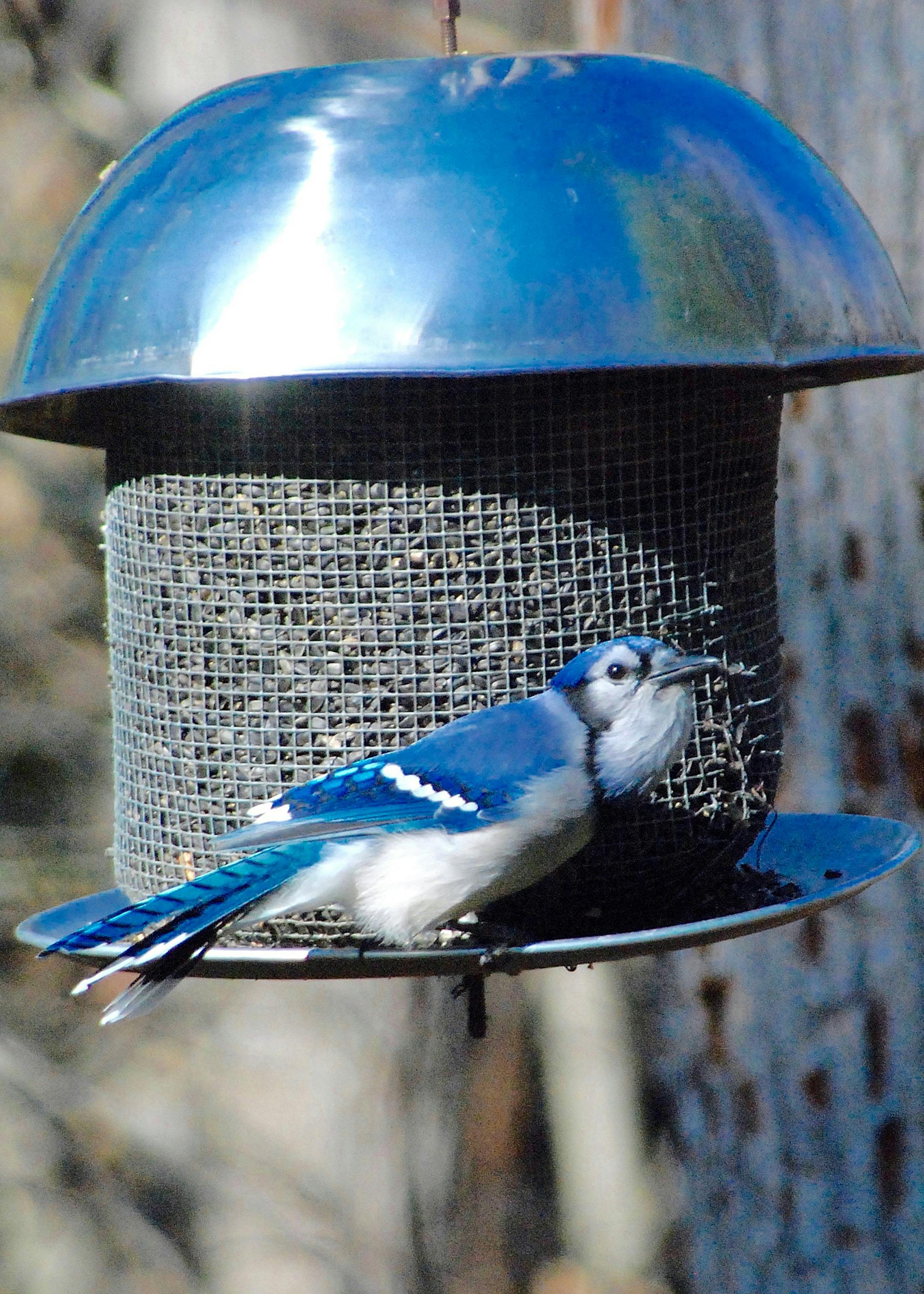 Caption: Photo by Beth Siverhus
Does this blue jay look guilty? He scared other birds away from the feeder by mimicking a Cooper&#xed;s hawk&#xed;s calls, and now stuffs his throat pouch with dozens of sunflower seeds.