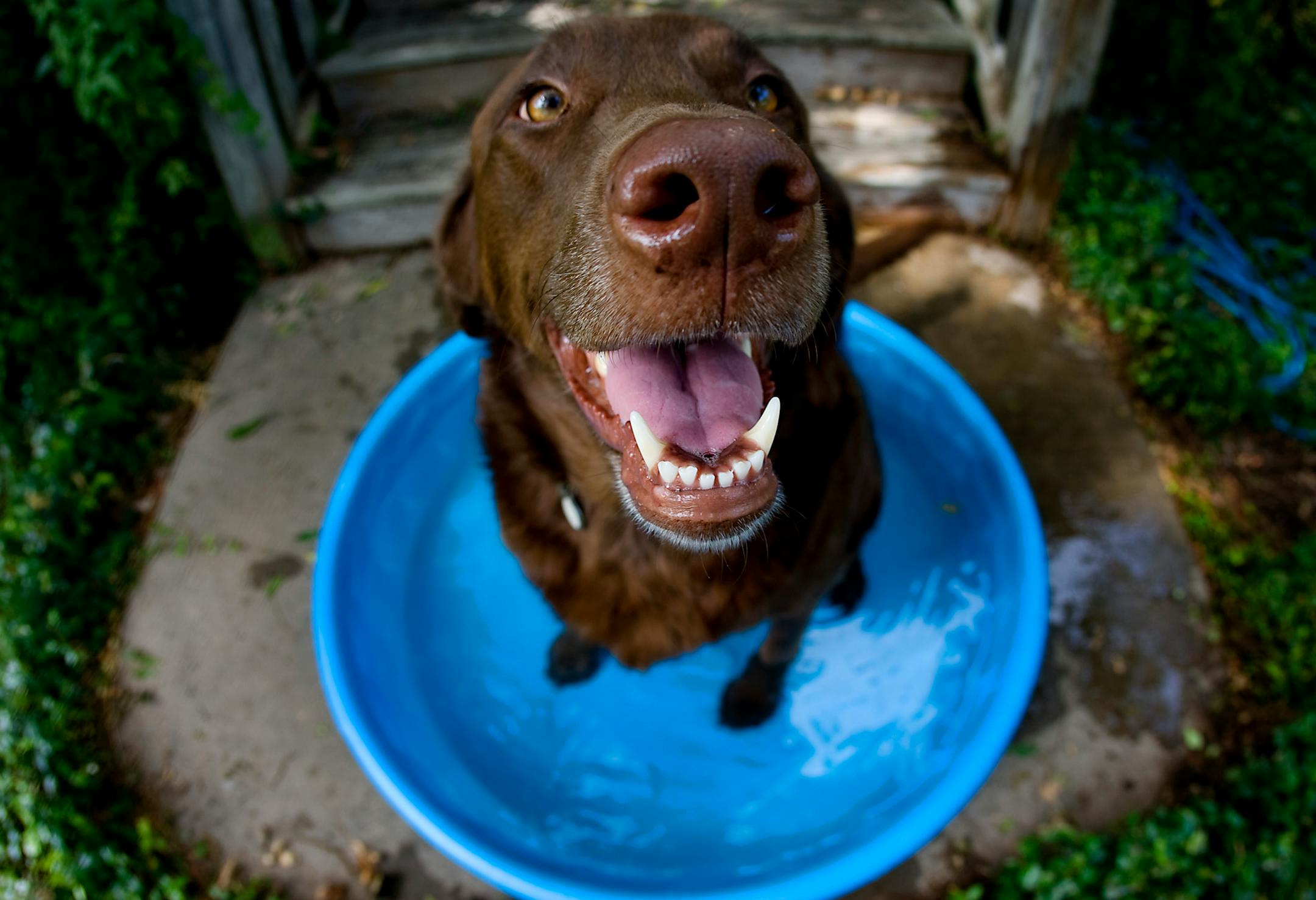 Nora, a four year-old Labrador, finds comfort in her wading pool. (Ralph Barrera/Austin American-Statesman/MCT)