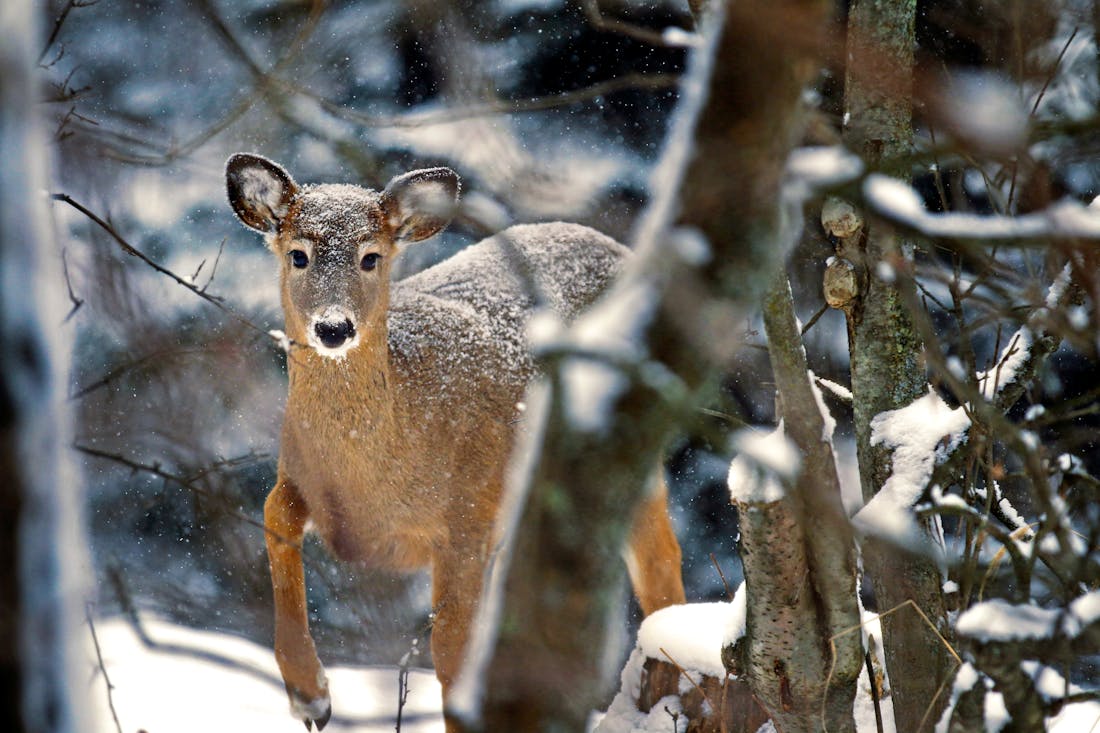 Deer in the Snow 