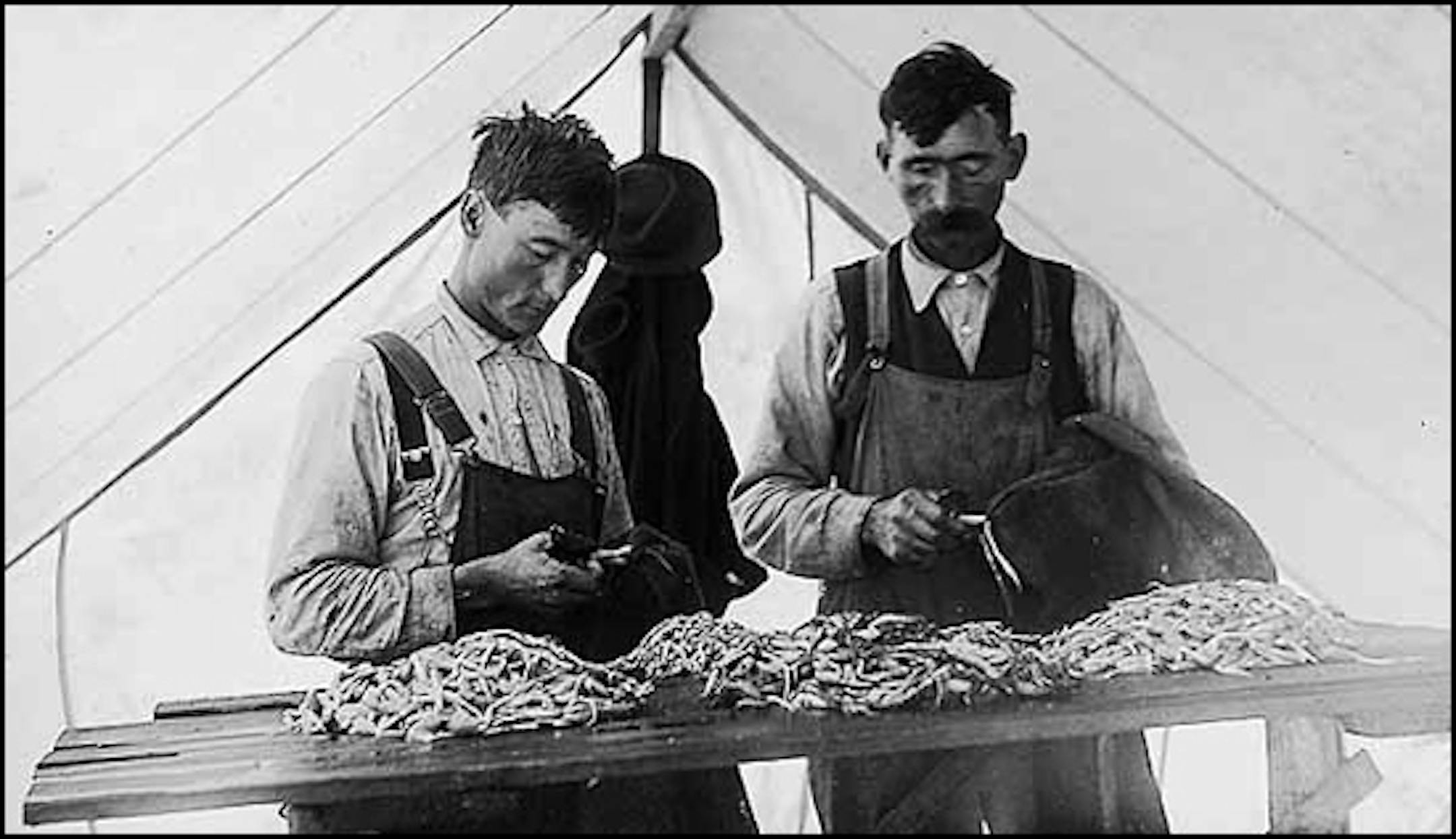 Albert Degler and William Roth preparing frog legs for market in Young America in 1915.