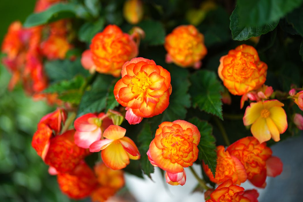 Pots by the front door are wildfire begonias.