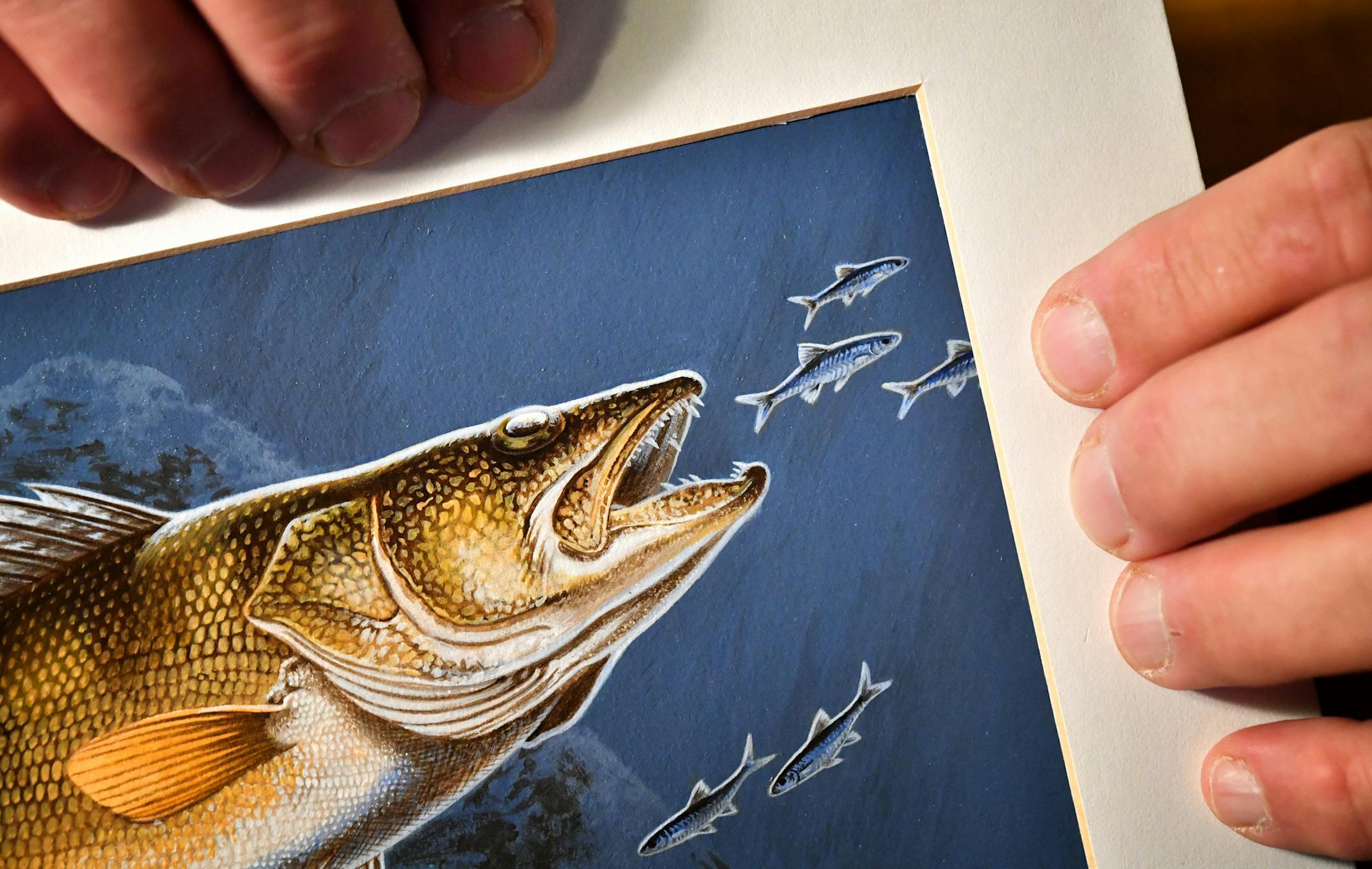 Tim Turenne says he pays a lot of attention to small details like the scales of this walleye and stripes on the baitfish. ] GLEN STUBBE * gstubbe@startribune.com Tuesday, November 22, 2016 For 10 years, Tim Turenne has dedicated a large part of his life to painting wild animals for stamp designs. He was the stamp king of this year's DNR contests, sweeping all the categories he was able to enter: wild turkey, waterfowl, trout & salmon, and the walleye stamp, which he won at the end of October. Hi