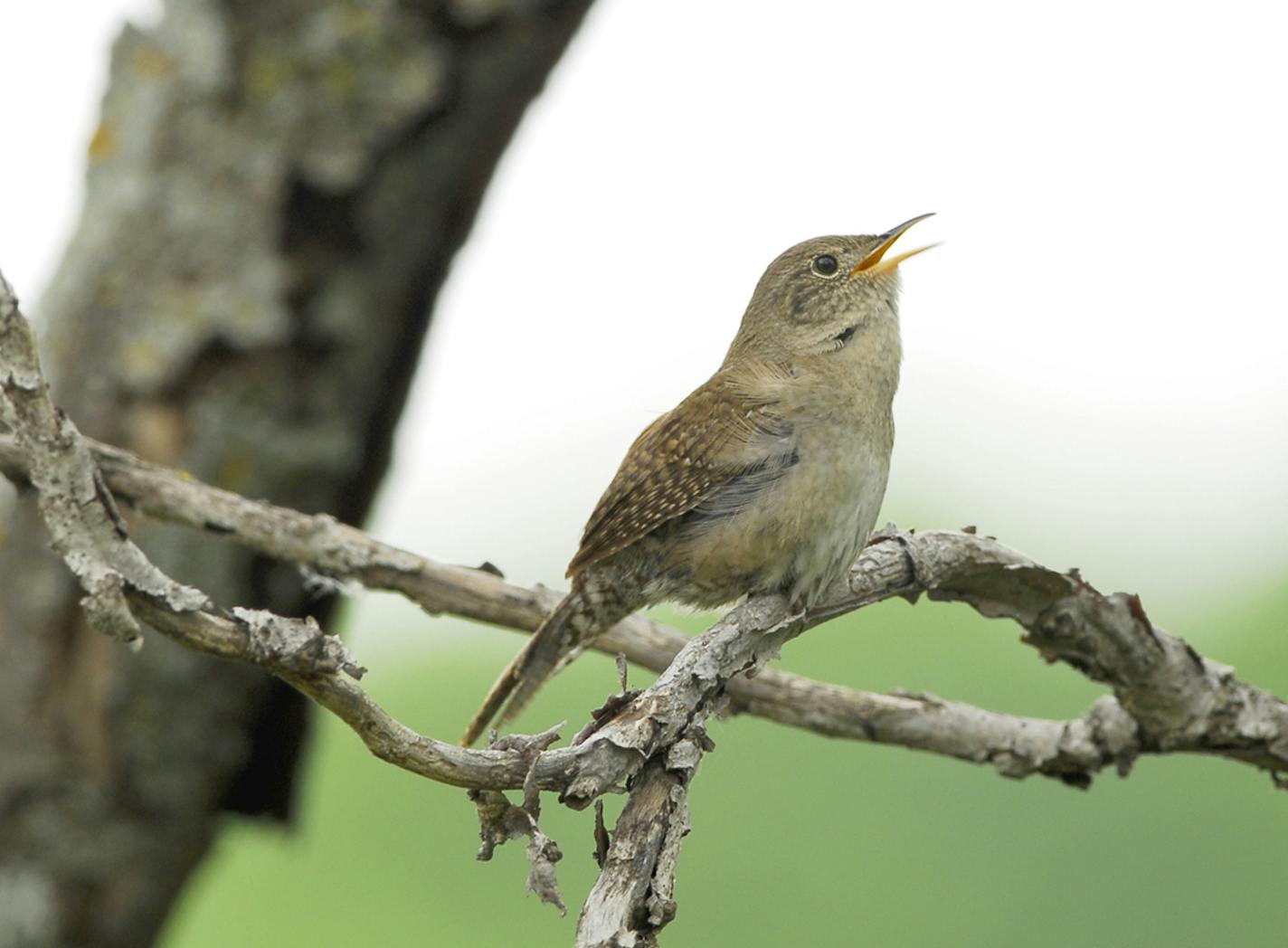 A house wren, gender unknown.
credit: Jim Williams