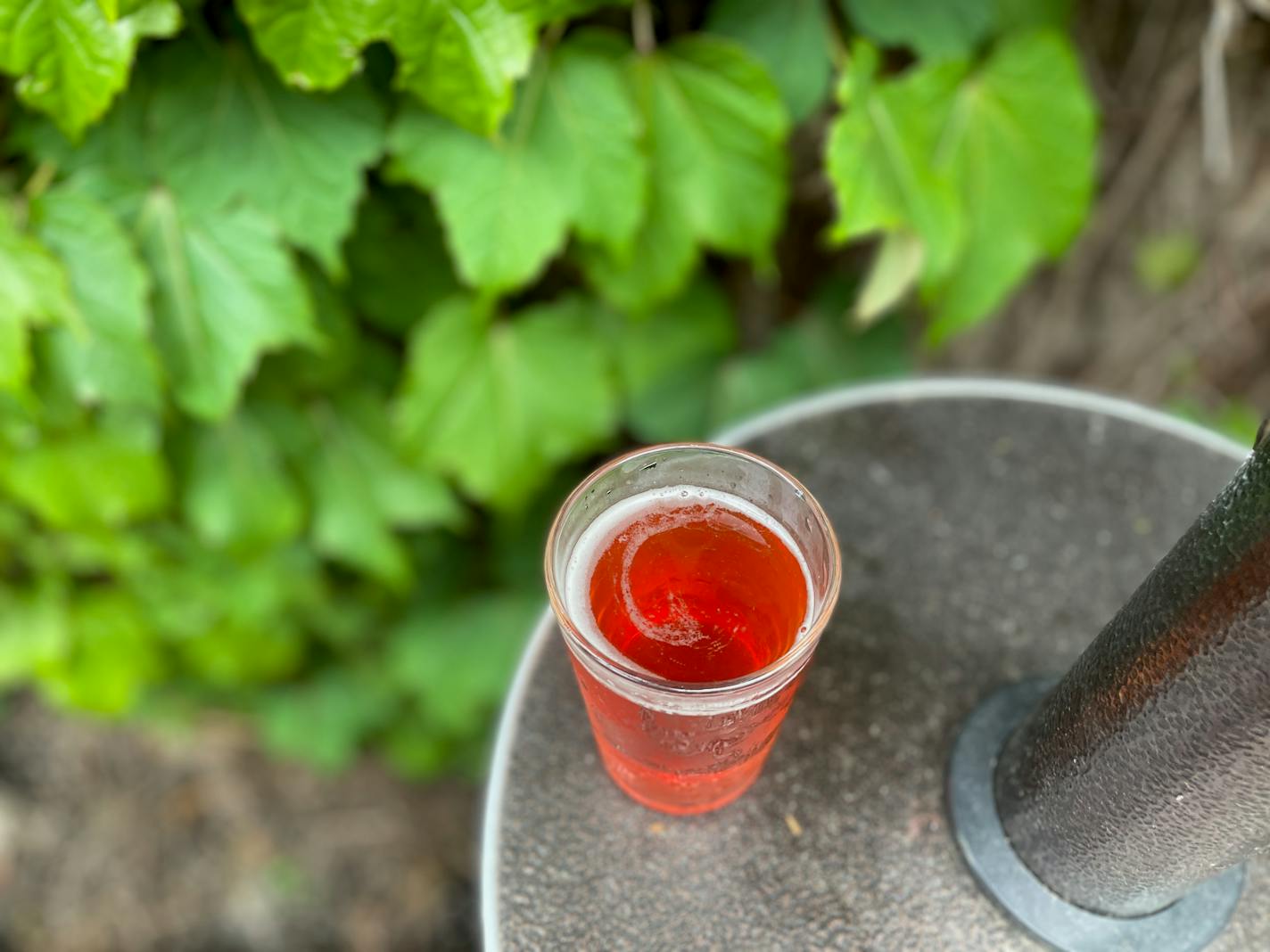 A reddish colored sour beer on a table in front of a lush grapevine covered wall on a sunny day.