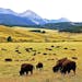 On Ted Turner�s vast Flying D Ranch in Montana, bison graze much as they did before the arrival of European settlers.