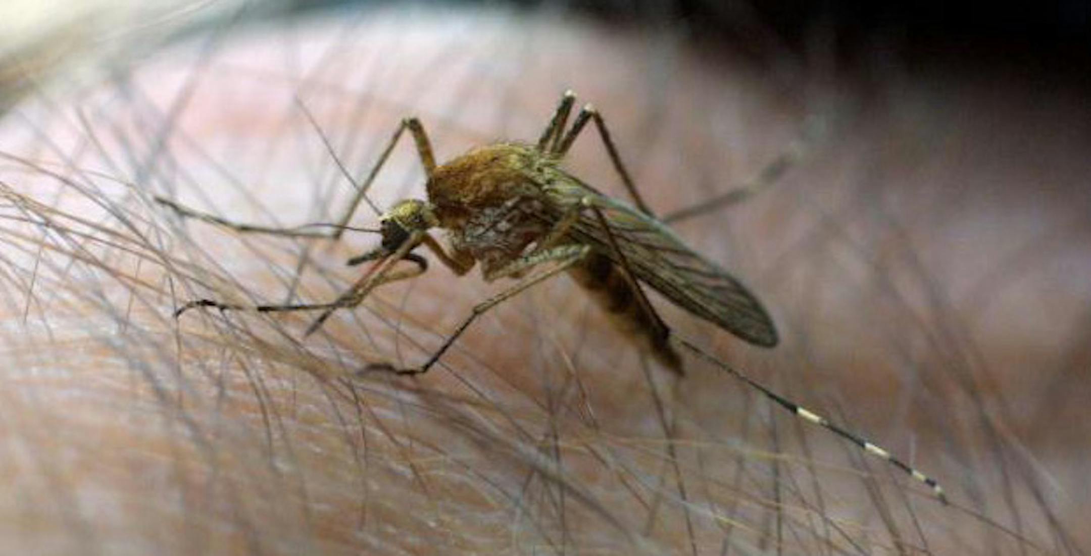 Mosquito samples its last meal.