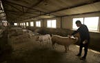 In this May 8, 2019, photo, farmer Yang Wenguo reaches out to one of the few dozen remaining pigs from his original herd of 800 in a barn at his pig f