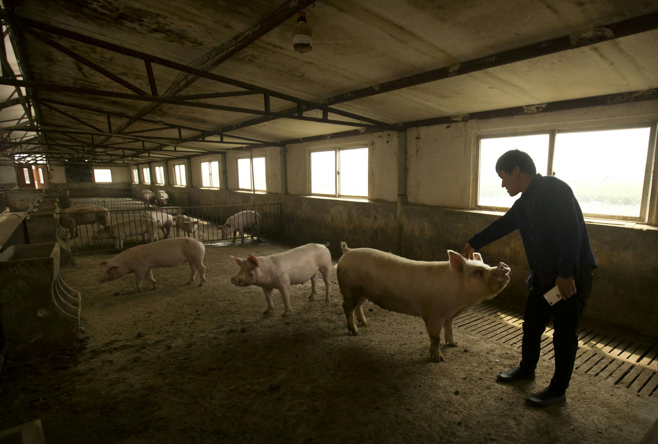 In this May 8, 2019, photo, farmer Yang Wenguo reaches out to one of the few dozen remaining pigs from his original herd of 800 in a barn at his pig farm in Jiangjiaqiao village in northern China's Hebei province. Pork lovers worldwide are wincing at prices that have jumped by up to 40 percent as China's struggle to stamp out African swine fever in its vast pig herds sends shockwaves through global meat markets. (AP Photo/Mark Schiefelbein)