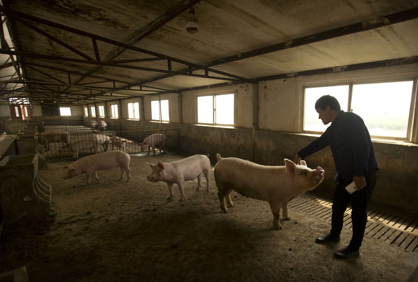 In this May 8, 2019, photo, farmer Yang Wenguo reaches out to one of the few dozen remaining pigs from his original herd of 800 in a barn at his pig farm in Jiangjiaqiao village in northern China's Hebei province. Pork lovers worldwide are wincing at prices that have jumped by up to 40 percent as China's struggle to stamp out African swine fever in its vast pig herds sends shockwaves through global meat markets. (AP Photo/Mark Schiefelbein)