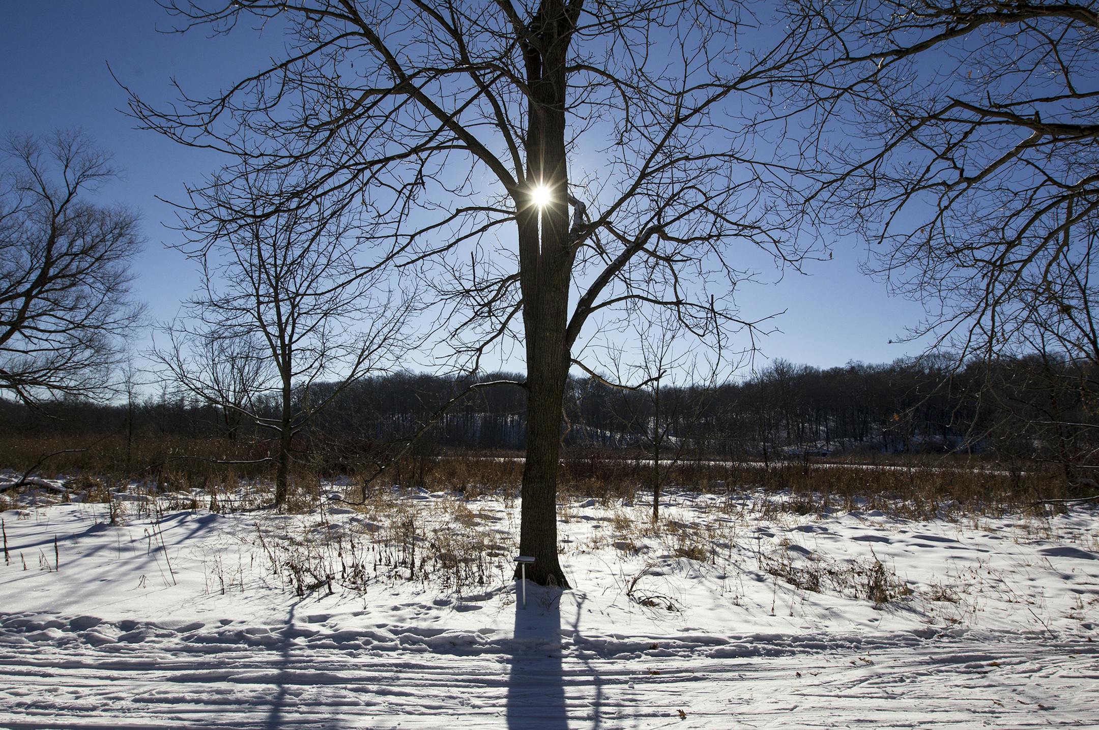 Sun shines brightly on the Green Heron Trail, which is currently a cross country trail, at the Minnesota Landscape Arboretum in Chaska January 2, 2014. (Courtney Perry/Special to the Star Tribune) ] Admission to the arboretum is free during the month of January. Snow shoes are available for rent, and guests are welcome to bring their own cross country skis.