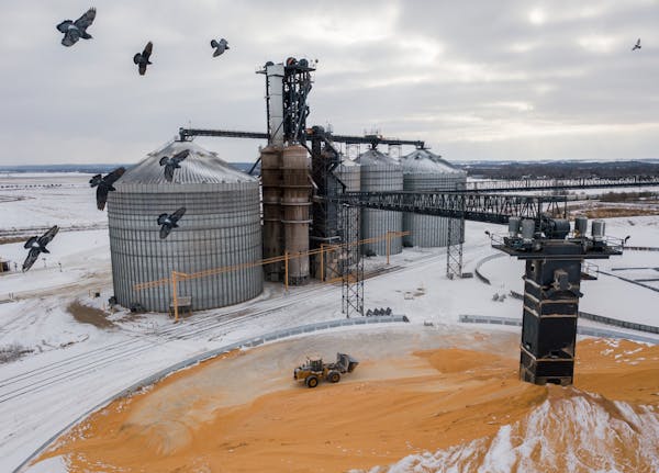 This year, farmers are storing 438 million bushels of soybeans in silos and elevators, such as the one in Randolph, Minn. Soybeans are Minnesota's lar