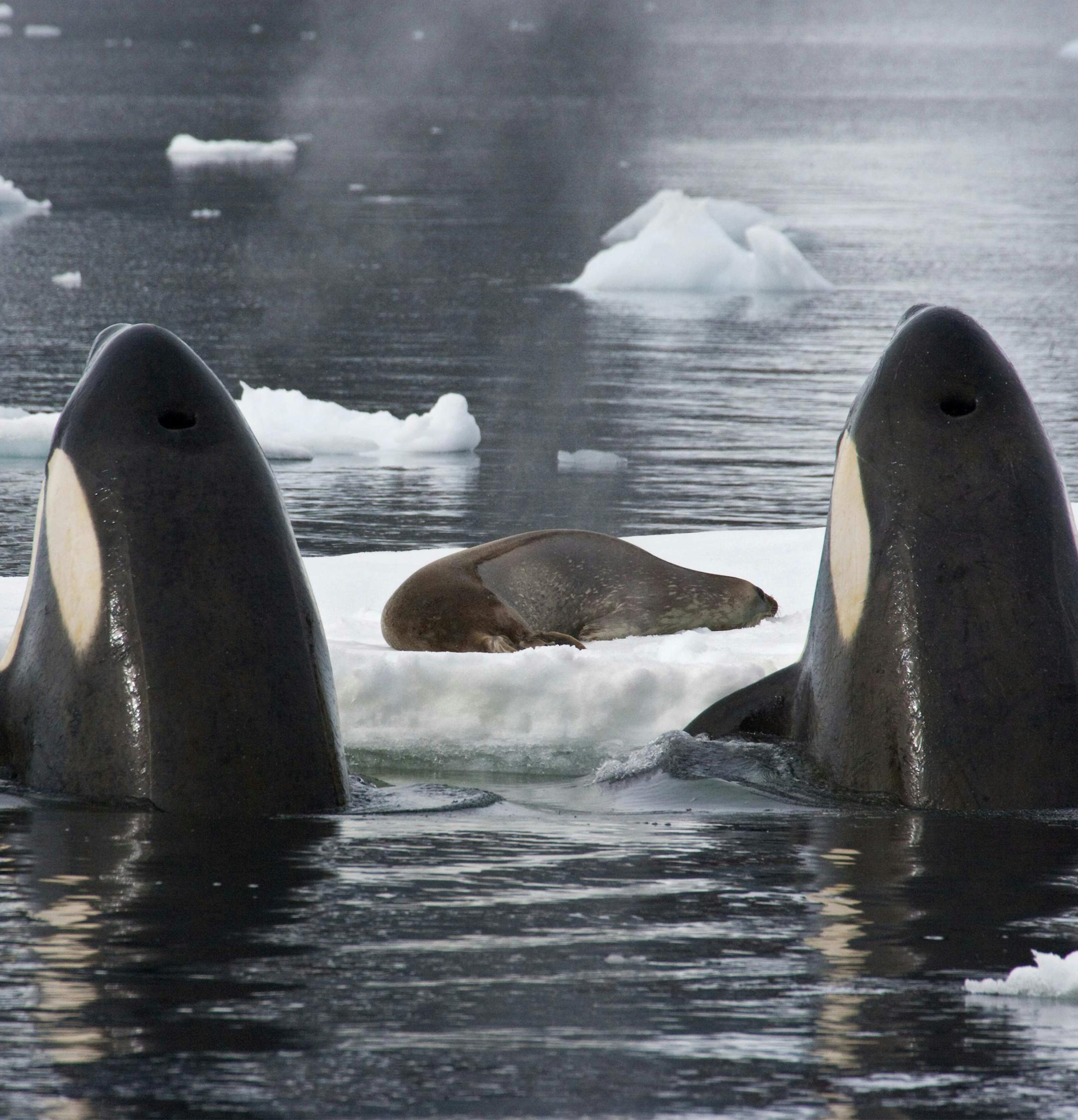 Killer Whales (Orcinus orca) spy-hopping to observe Weddell Seal (Leptonychotes weddellii) in preparation to knock it from the ice by creating a wave. Marguerite Bay, Antarctic Peninsula, summer. Freeze Frame book plate page 122-123. Taken on location for BBC series Frozen Planet, credit: Doug Allan ORG XMIT: PS12-217