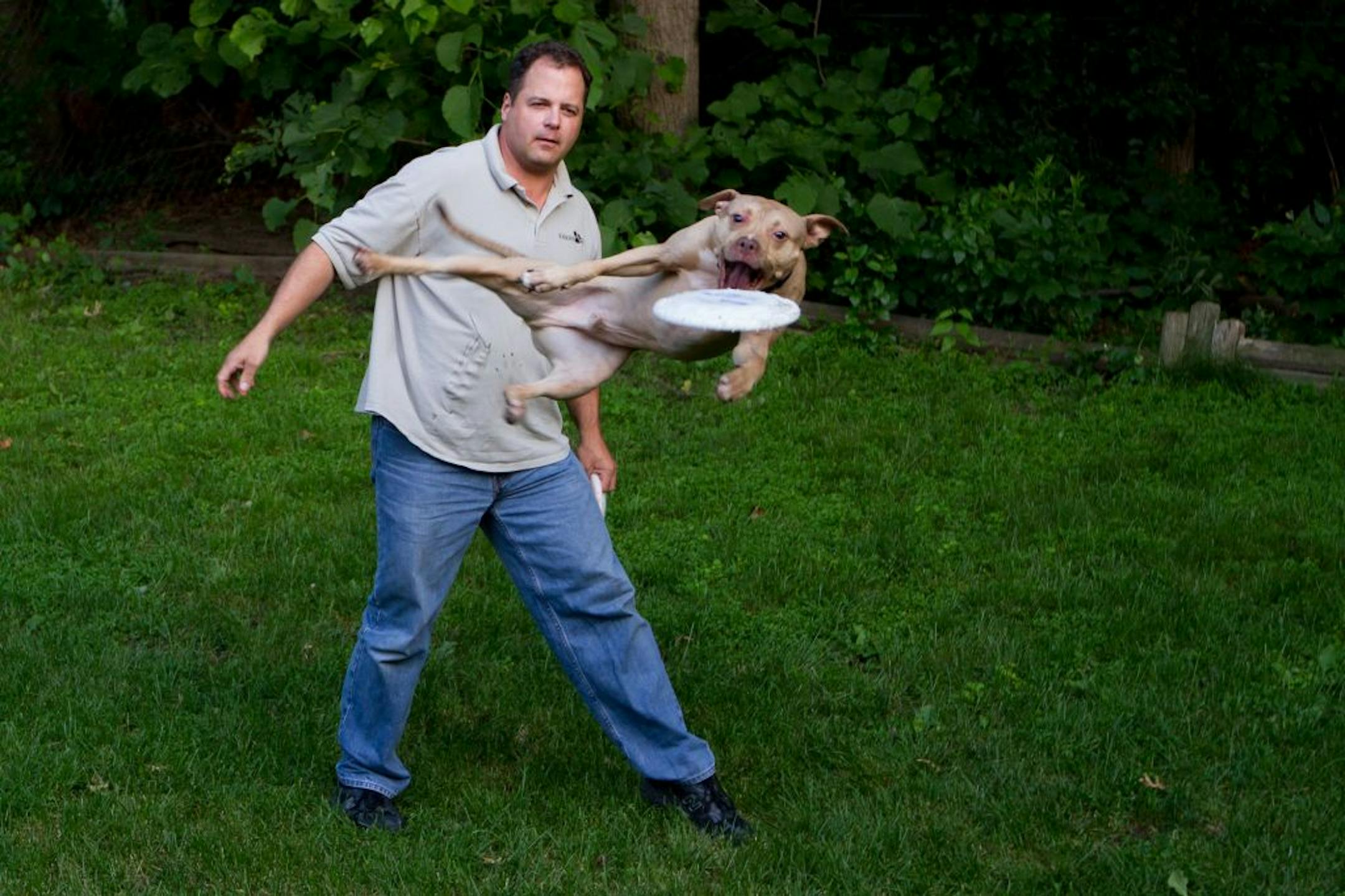 Larry Hotchkiss (cq/source) played dog disc with his pitbull Jasper on Wednesday, June 13, 2012 in the backyard of the Hotchkiss home in Maple Grove, Minn. Hotchkiss has taught Jasper to jump off of his back and chest to catch discs.