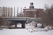 White-tailed deer foraged on the surface of the Red River in downtown Fargo, North Dakota Friday, March 24, 2023. A heavy winter of snowfall has Fargo