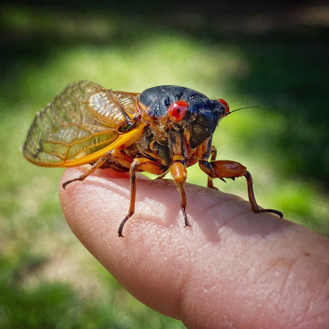 I used the 2X telephoto lens on my iPhone11 Pro to take this picture of a cicada. Simply move your camera lens close to any subject and it should focus automatically. If not, tap on the part of the image you want to be in focus and look carefully at your screen to ensure the image is in fact sharp. If not, you may have to repeat this step and/or move the camera farther away.