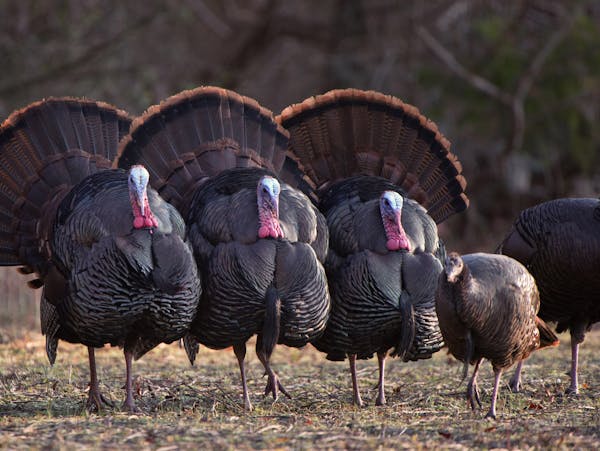 Strutting tom turkeys. Photo courtsey National Wild Turkey Federation