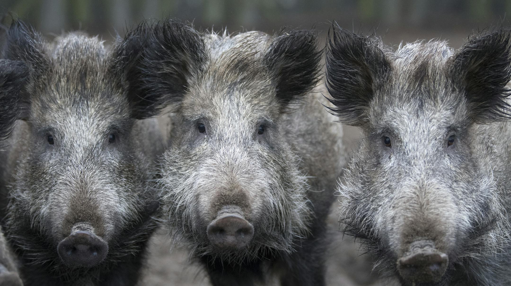 Wild boars pose for a picture in their enclosure in Klaistow, Germany, 12 January 2018. A media report about African swine fever virus has elicited a record killing of around 600 000 wild boars in the hunting season of 2016/17. Photo by: Ralf Hirschberger/picture-alliance/dpa/AP Images ORG XMIT: 180112-99-607125
