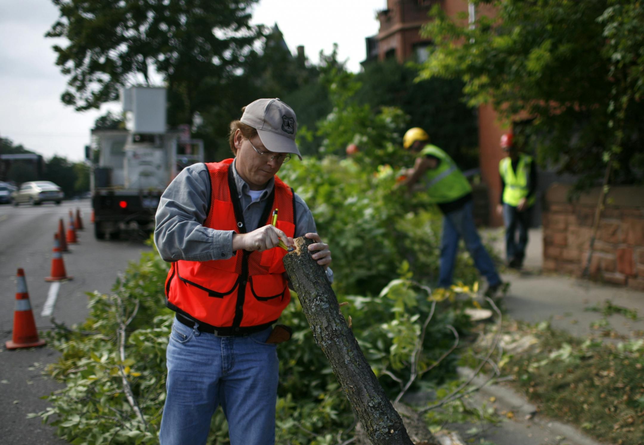 Rob Venette, U.S. Forest Service research biologist, works closely with the University of Minnesota lead researcher on the ash borer. He was out with a St. Paul forestry crew as they removed ash trees with ash borer infestations. This tree was removed at the intersection of Dale and Summit in St. Paul Monday morning.