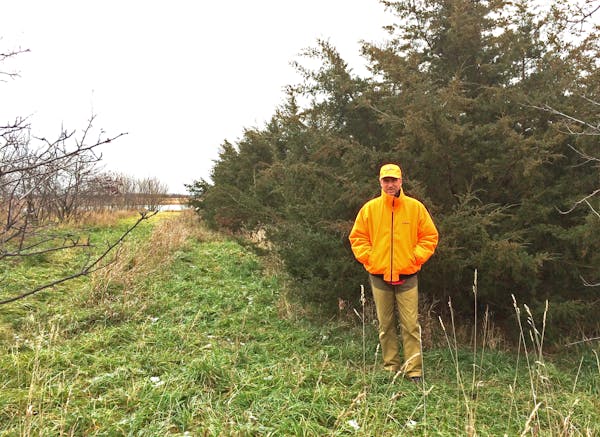 Brian Naas of the Twin Cities stands among a large shelterbelt of trees planted about 17 years ago as part of a Conservation Reserve Program contract 