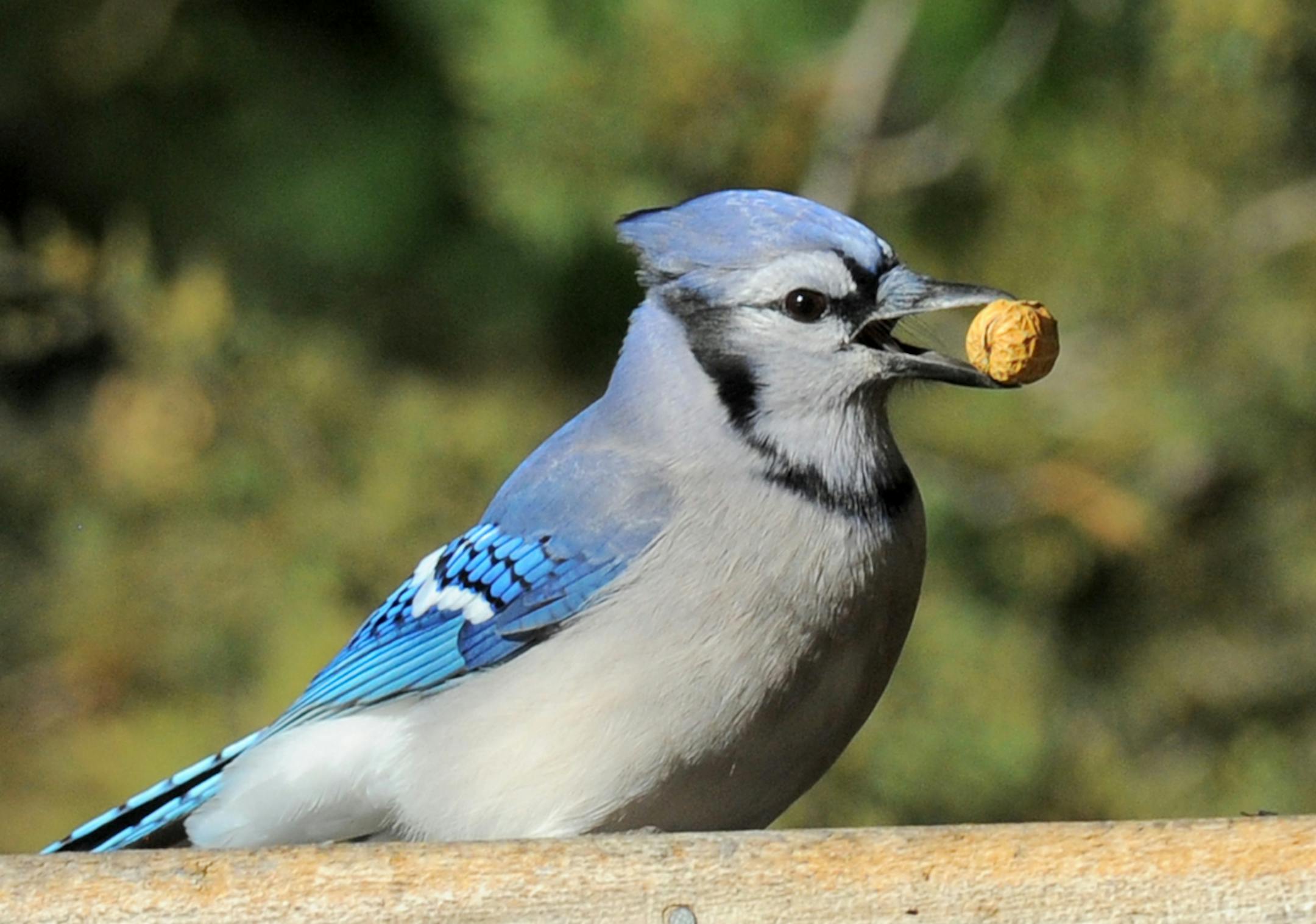 Photo by Jim Williams, special to the Star Tribune When they encounter a pile of peanuts, blue jays really do pick them up, one by one, to find and carry off the heaviest ones first.