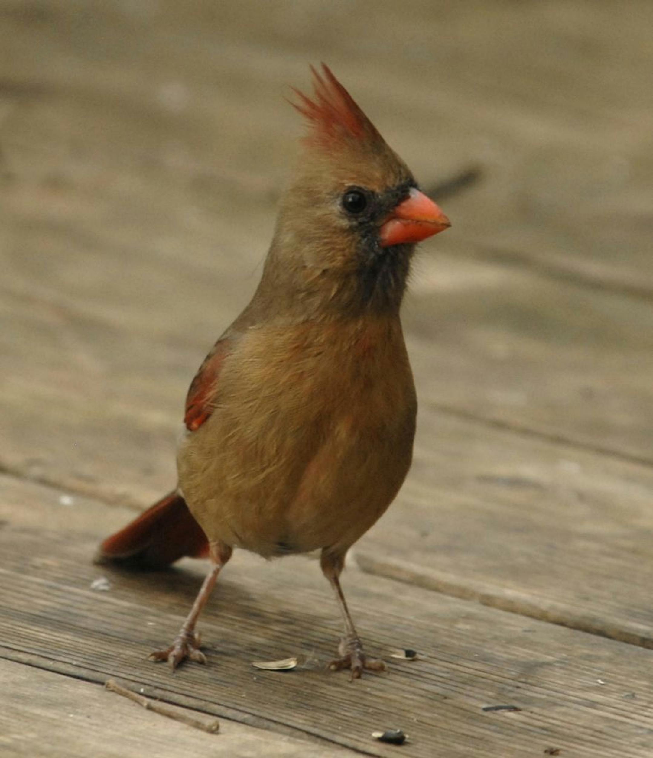 Cardinal on deckcredit: Jim Williams