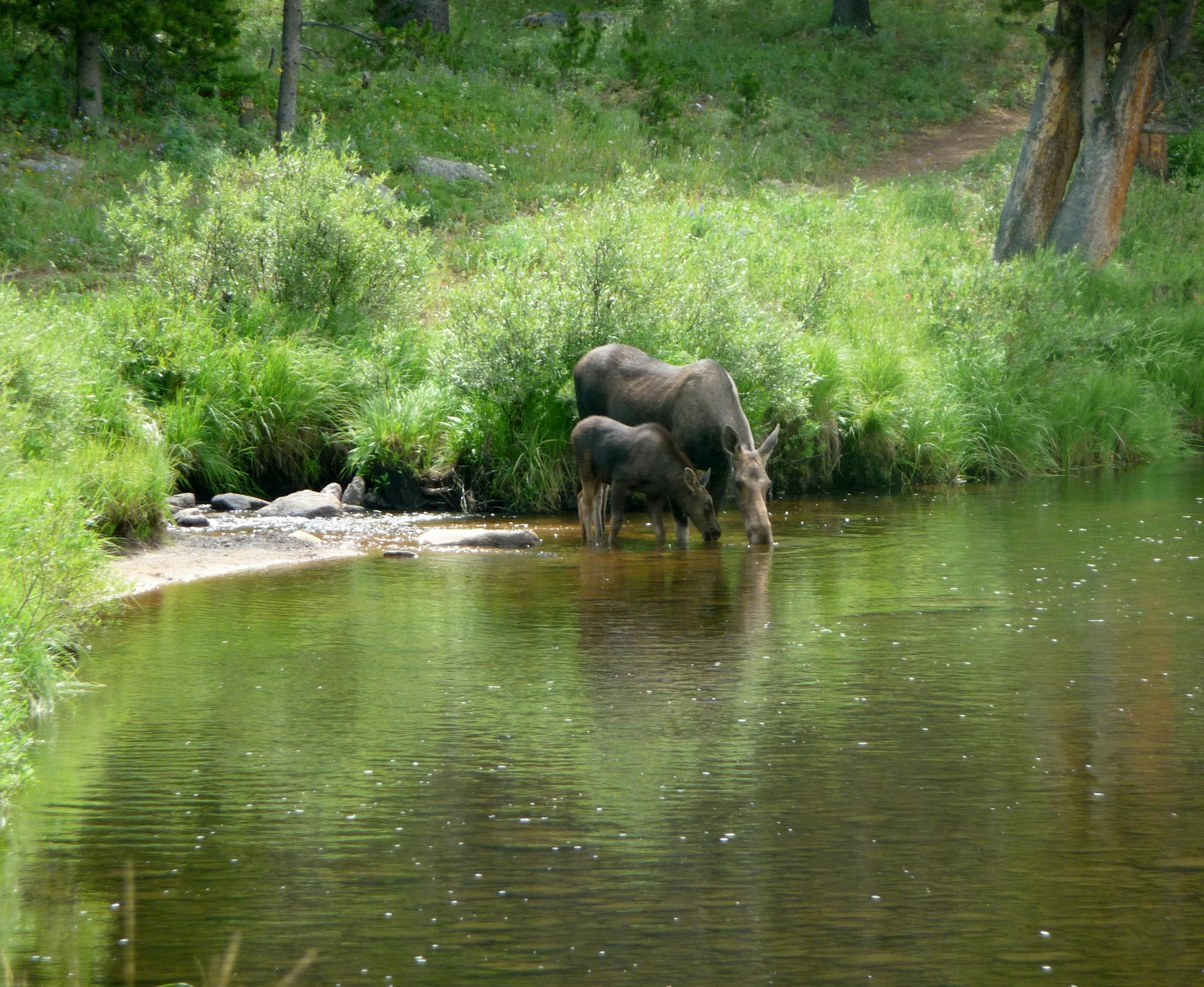 I'm thrilled to hear from you! And I'm happy to answer your questions.
ï You may refer to me as Deb Alwin, Woodbury, MN
ï The photo was taken on the South Fork of the Tongue River, in the Big Horn Mountains of Wyoming. The Tongue River is a wonderful trout stream, and my husband and I were there to fly-fish.
ï The specific spot was Prune Creek, a National Forest campground. We were tent camping on the river, at this spot, July, 2018.
ï The photo shows a female moose and her c