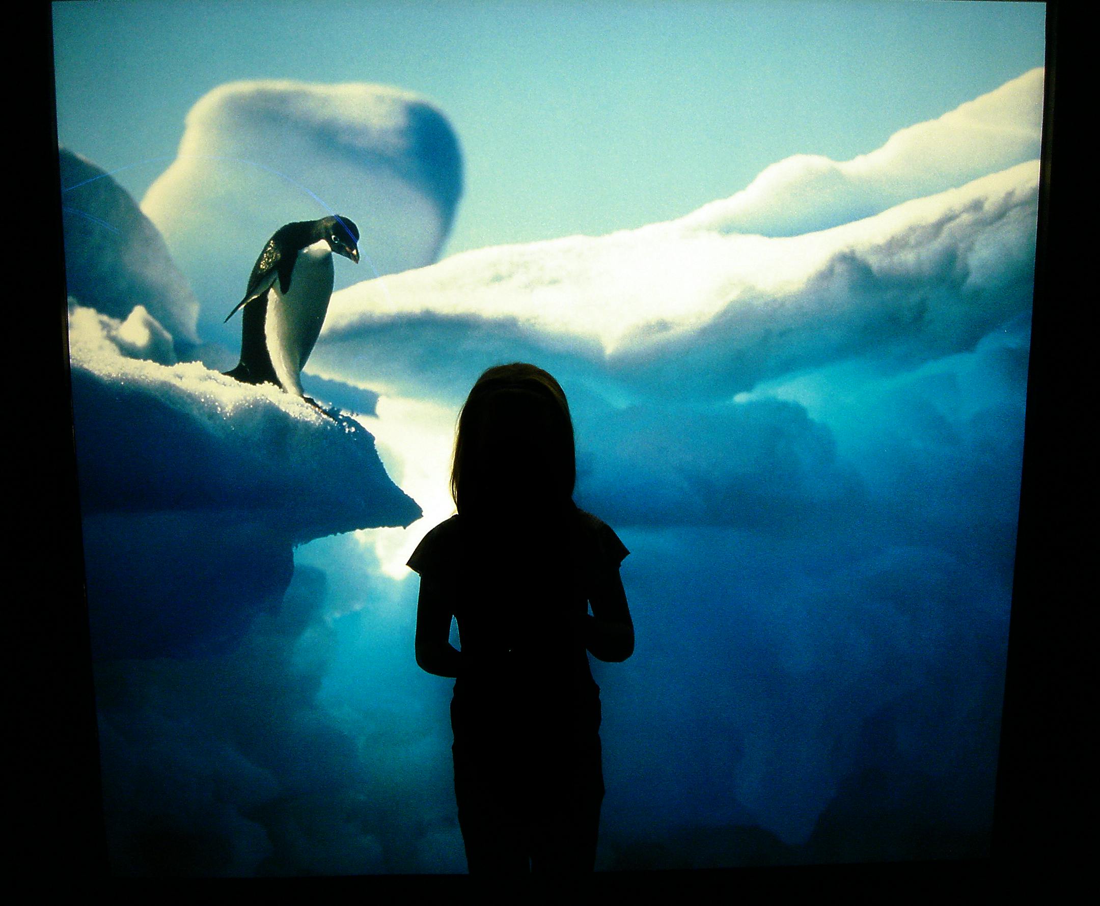A visitor to the National Aquarium in Baltimore passes by a display of penguins. The aquarium in the Inner Harbor area of Baltimore, Maryland, opened in 1981 and was constructed during the urban renewal period of Baltimore.