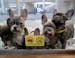 Puppies wait to be taken out for exercise at Four Paws and a Tail so that they could get exercise in before the shop opened in the Northtown Mall, Tue