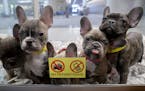 Puppies wait to be taken out for exercise at Four Paws and a Tail so that they could get exercise in before the shop opened in the Northtown Mall, Tue