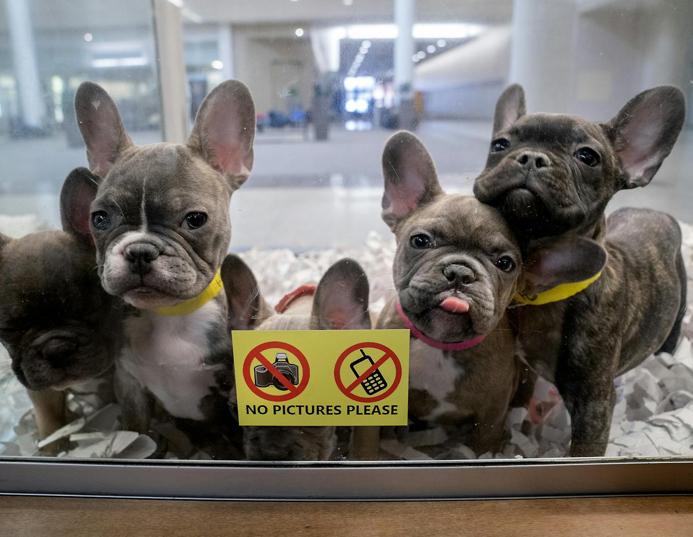 Puppies wait to be taken out for exercise at Four Paws and a Tail so that they could get exercise in before the shop opened in the Northtown Mall, Tuesday, January 9, 2019 in Blaine, MN. ] ELIZABETH FLORES &#x2022; liz.flores@startribune.com