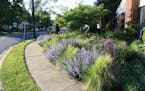 Thomas Rainer's home garden in Arlington, Va., uses a plant community approach to maximize flowers in a small urban garden