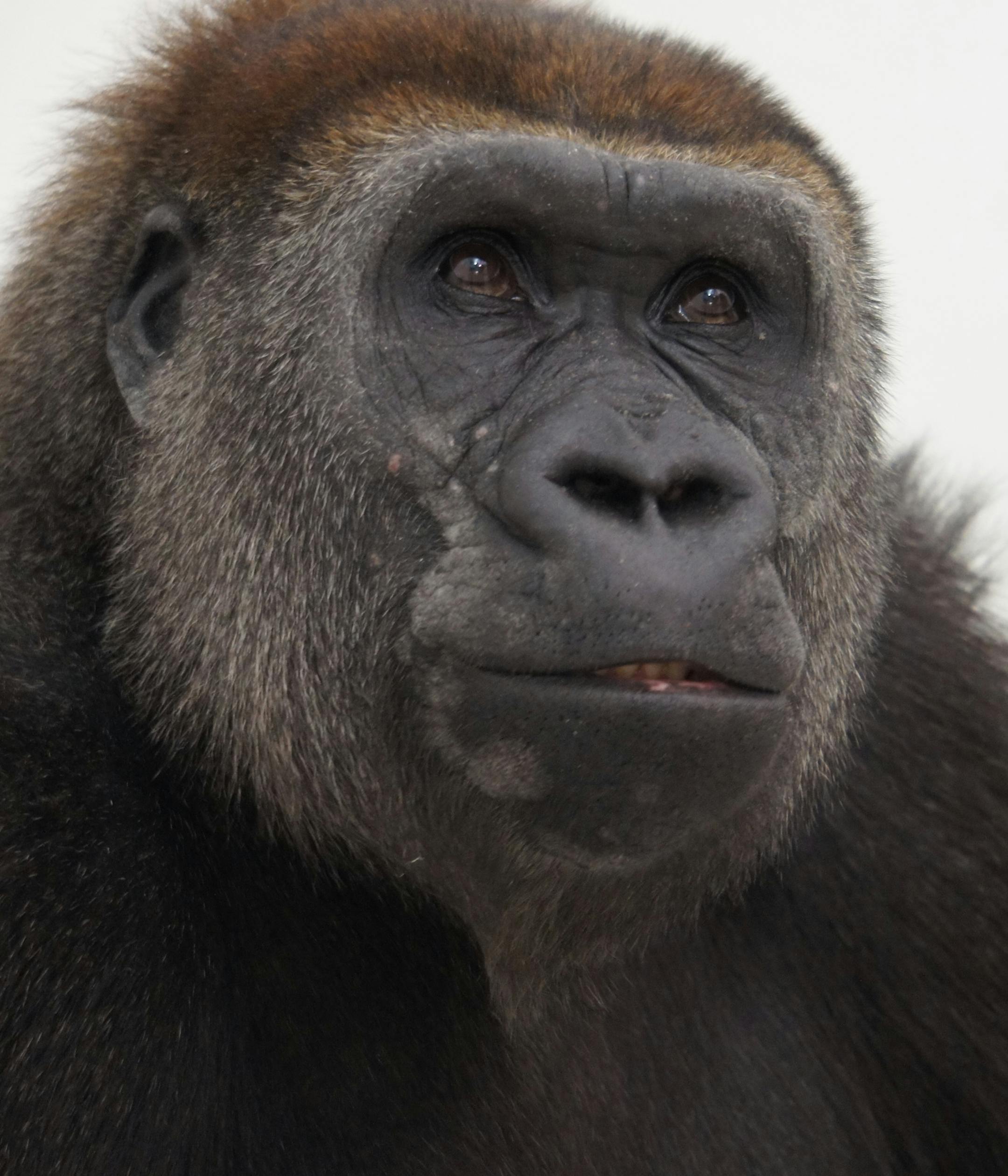 Alice, one of two gorillas expecting to deliver babies in coming weeks at the Como Zoo.