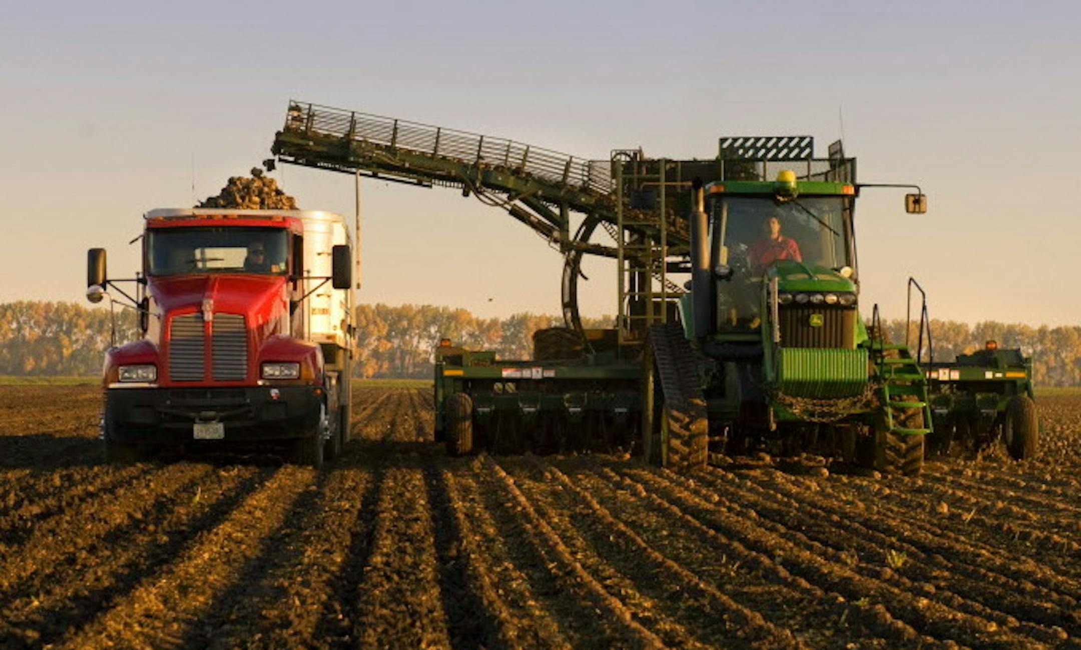 GLEN STUBBE &#x2022; gstubbe@startribune.com -- Monday, October 11, 2011 -- Moorhead, MN -- ] Beet farmer Mark Nyquist harvested sugar beets in the early morning on his Moorhead, MN farm, pulling them from the ground and dropping them in a truck driven by Bob Monson. ORG XMIT: MIN2012121620064887