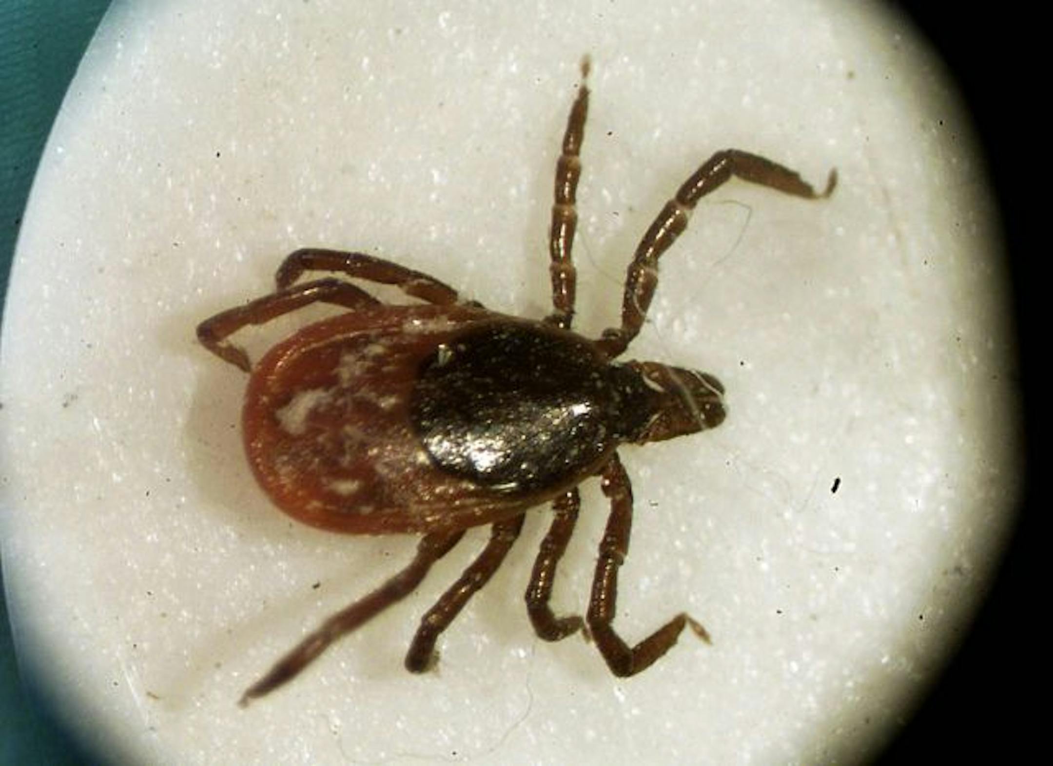 This is a Monday March 18, 2002 file photo of a female deer tick seen under a University of Rhode Island microscope in the entomoloy lab in South Kingstown, R.I. Patients who believe they suffer long-term problems from Lyme disease are claiming victory over a national doctors group. The Infectious Diseases Society of America has agreed to review its guidelines, which say there's no evidence long-term antibiotics can cure "chronic Lyme" disease, or even that such a condition exists.