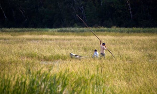 Leonard Thompson (left) and his son Todd harvest rice on Hole In The Day Lake, south of Nisswa.